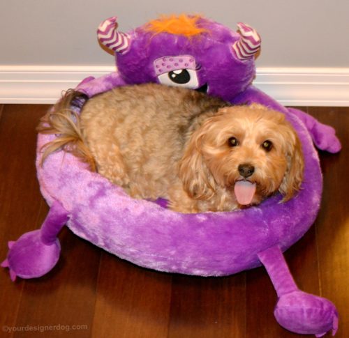 dogs, designer dogs, yorkipoo, yorkie poo, tongue out, monster dog bed