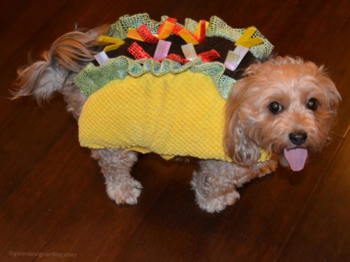 dogs, designer dogs, Yorkipoo, yorkie poo, taco halloween costume, dog costume, tongue out, taco tuesday
