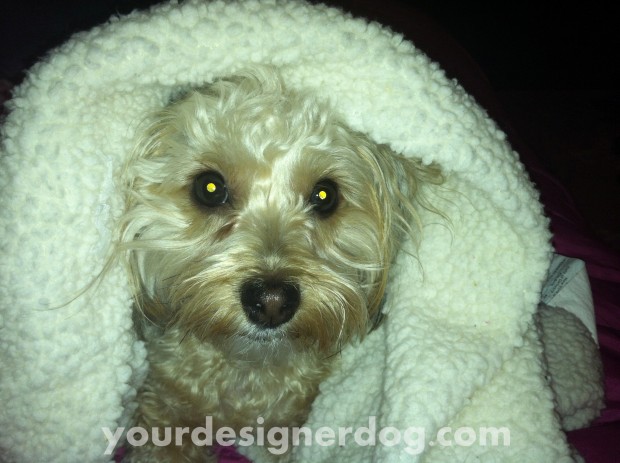 dog, blanket, toasty, warm, yorkipoo, designer dog