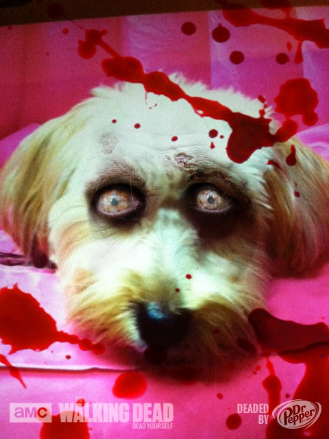 dogs, Sadie, Yorkipoo, dog owner, dog lover, zombie, walking dead, AMC, dead yourself, app