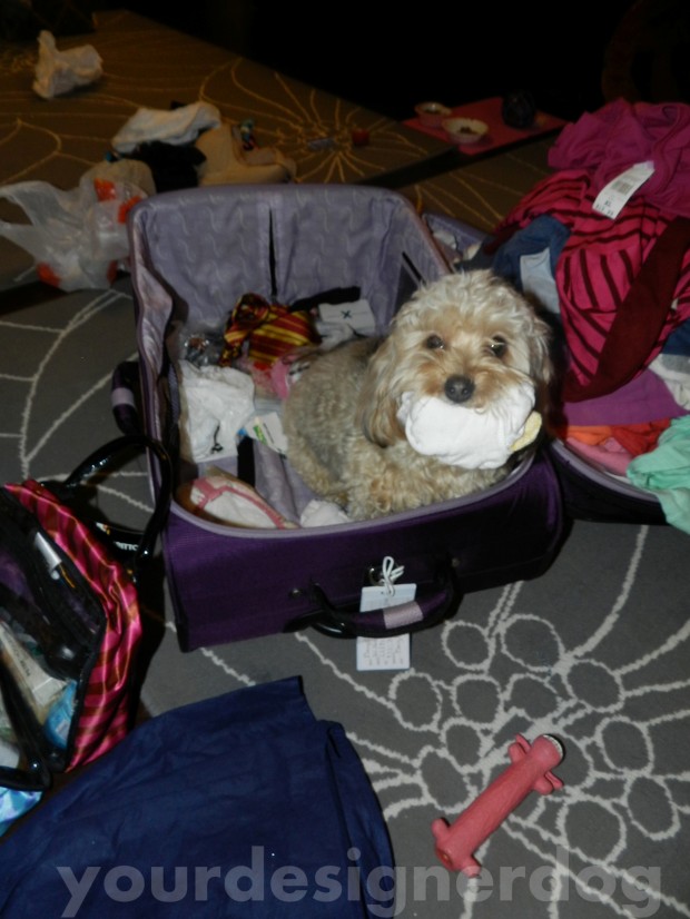 dogs, designer dogs, yorkipoo, thief, mischief, socks, suitcase