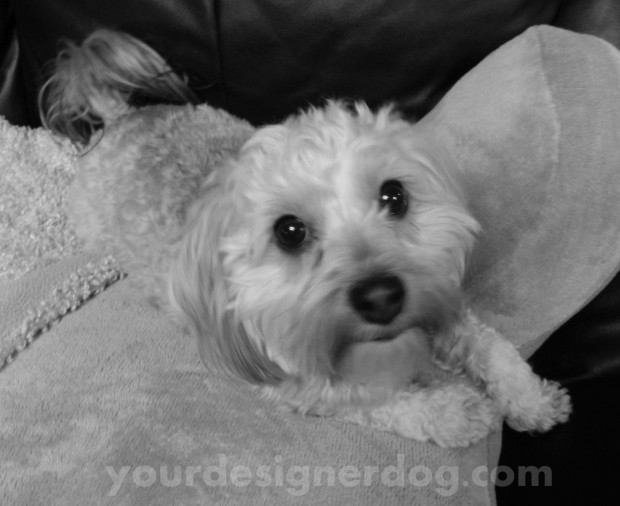 dogs, designer dogs, yorkipoo, black and white