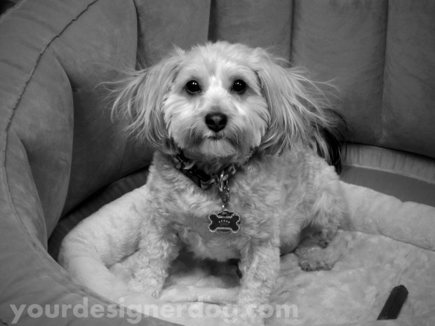 dogs, designer dogs, yorkipoo, pets, photography, black and white