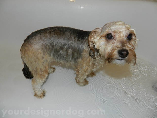dogs, designer dogs, yorkipoo, yorkie poo, cute, bath, bathtub