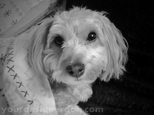 dogs, designer dogs, yorkipoo, yorkie poo, cute, sleepy puppy, black and white photography
