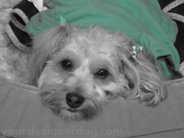 dogs, designer dogs, yorkipoo, yorkie poo, cute, pets, blsck and white photography