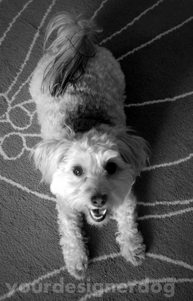 dogs, designer dogs, yorkipoo, yorkie poo, cute, black and white photography