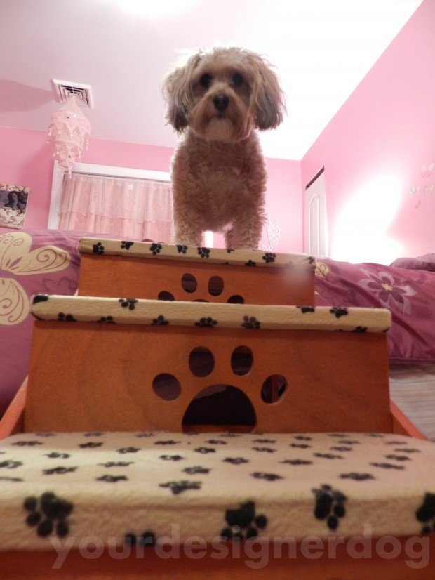 dogs, designer dogs, yorkipoo, yorkie poo, stairs, dog stairs, jumping, dogs jumping