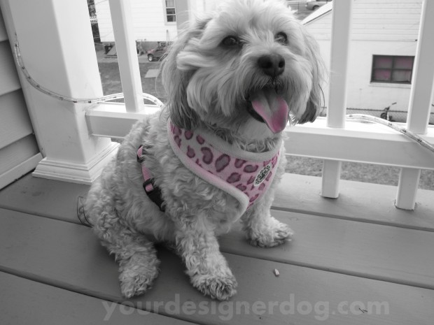 dogs, designer dogs, yorkipoo, yorkie poo, black and white photography, pink accent