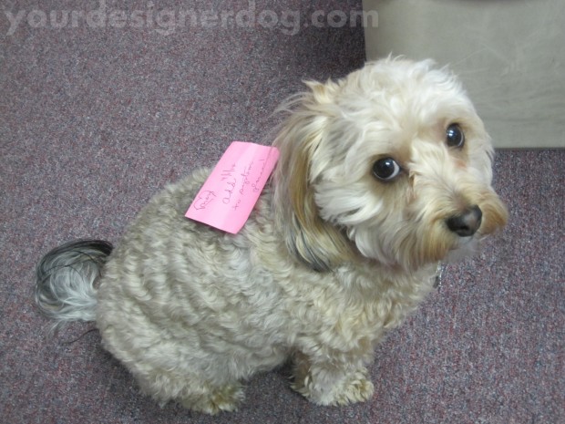 dogs, designer dogs, yorkipoo, yorkie poo, dogs at work, sticky note