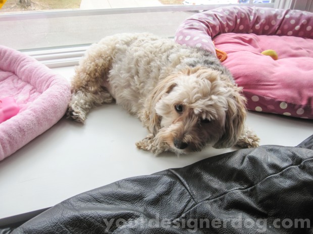 dogs, designer dogs, yorkipoo, yorkie poo, dog beds, understanding dogs