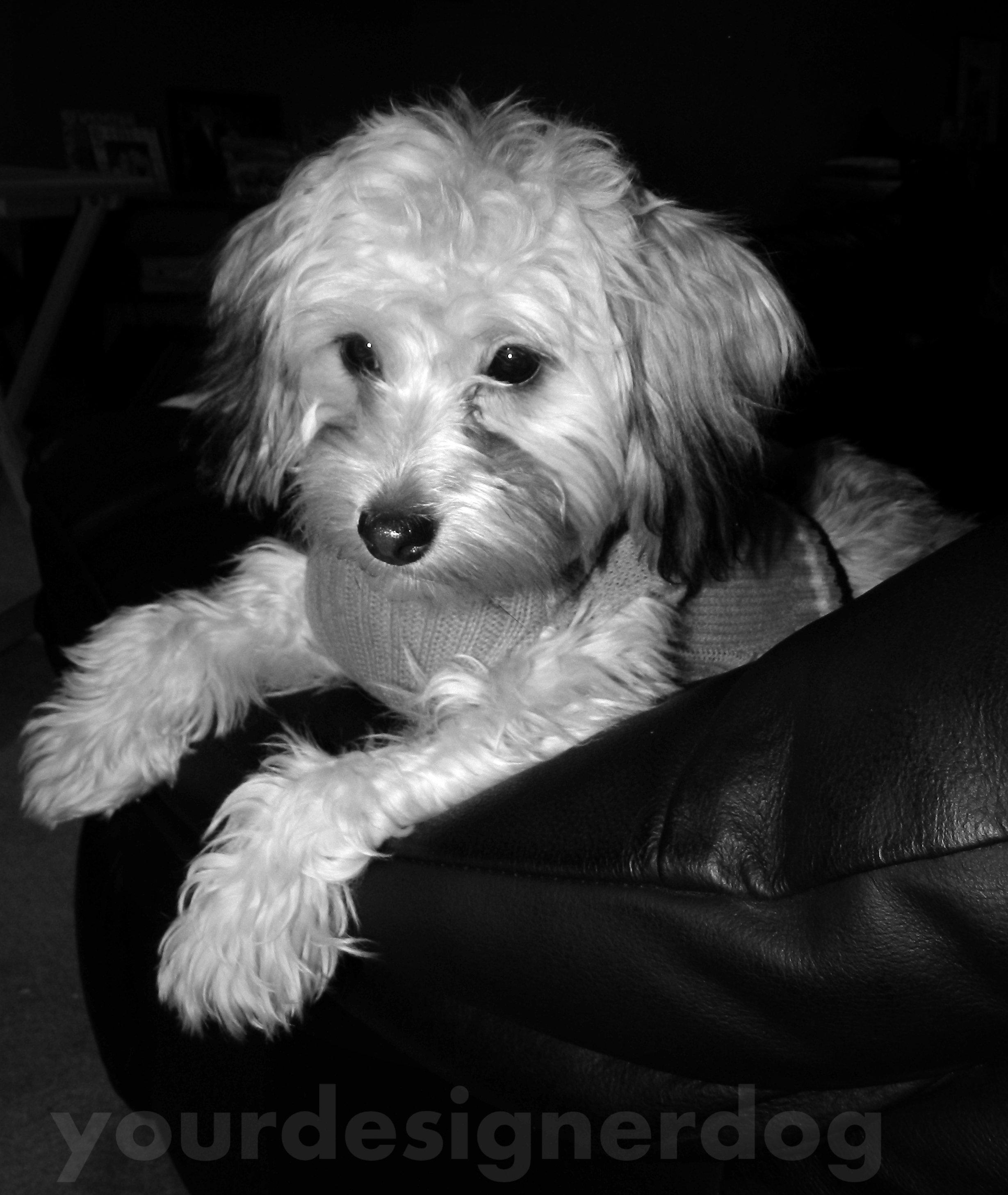 dogs, designer dogs, yorkipoo, yorkie poo, black and white photography