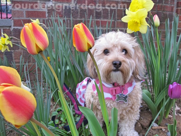 dogs, designer dogs, yorkipoo, yorkie poo, flowers, tulips, dogs with flowers, spring