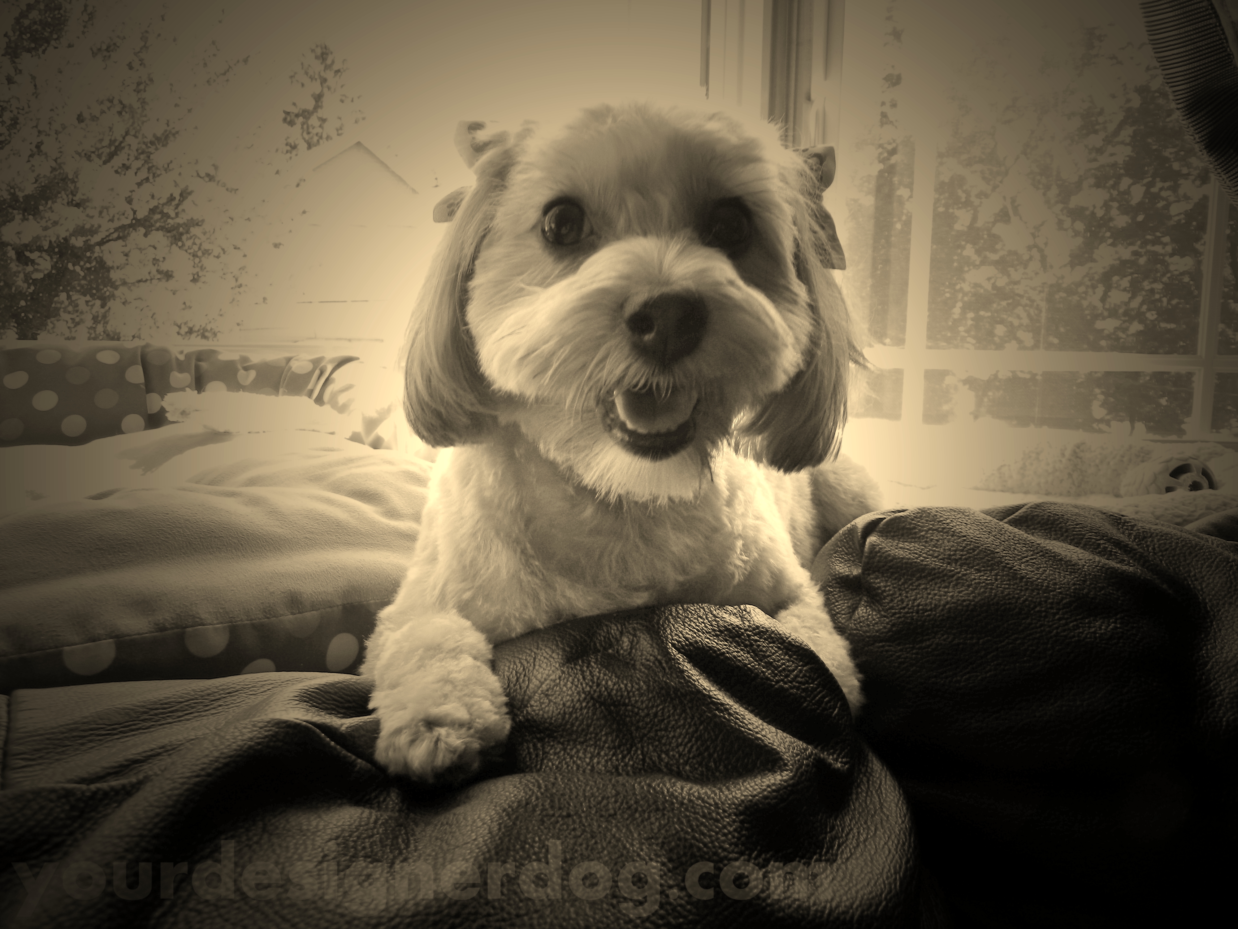 dogs, designer dogs, yorkipoo, yorkie poo, haircut, sepia photography, doggy in the window