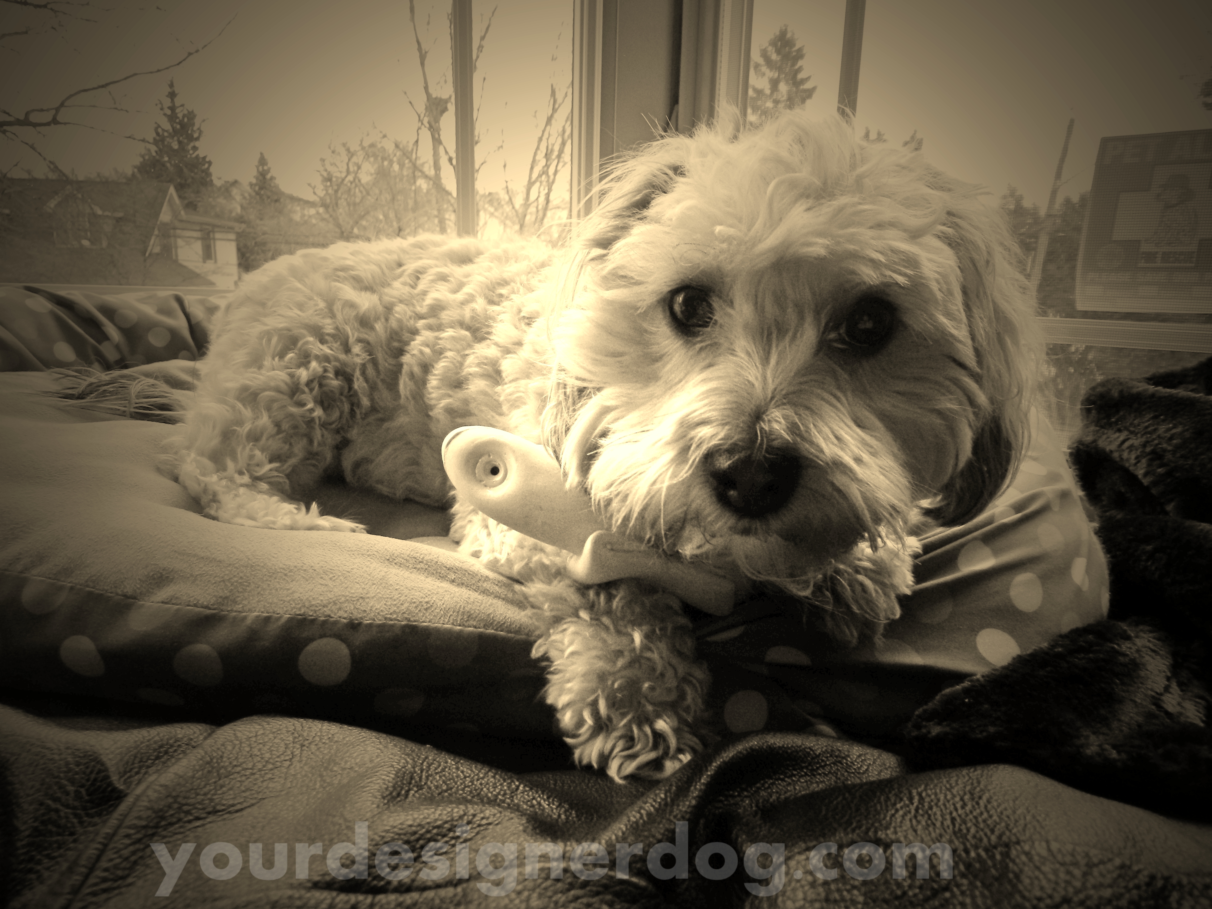 dogs, designer dogs, yorkipoo, yorkie poo, doggy in the window, sepia photography, banana
