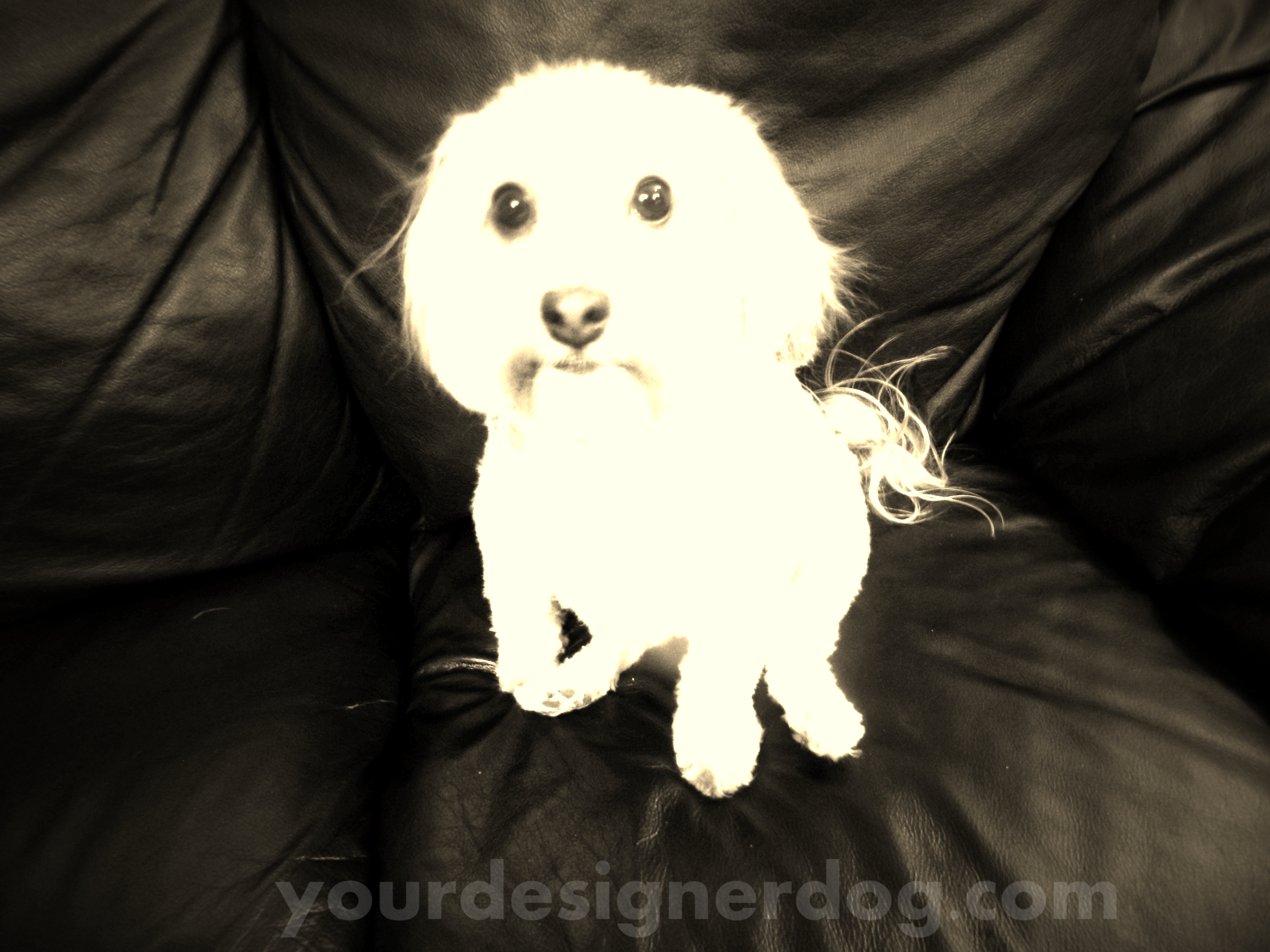 dogs, designer dogs, yorkipoo, yorkie poo, sepia photography, ghost