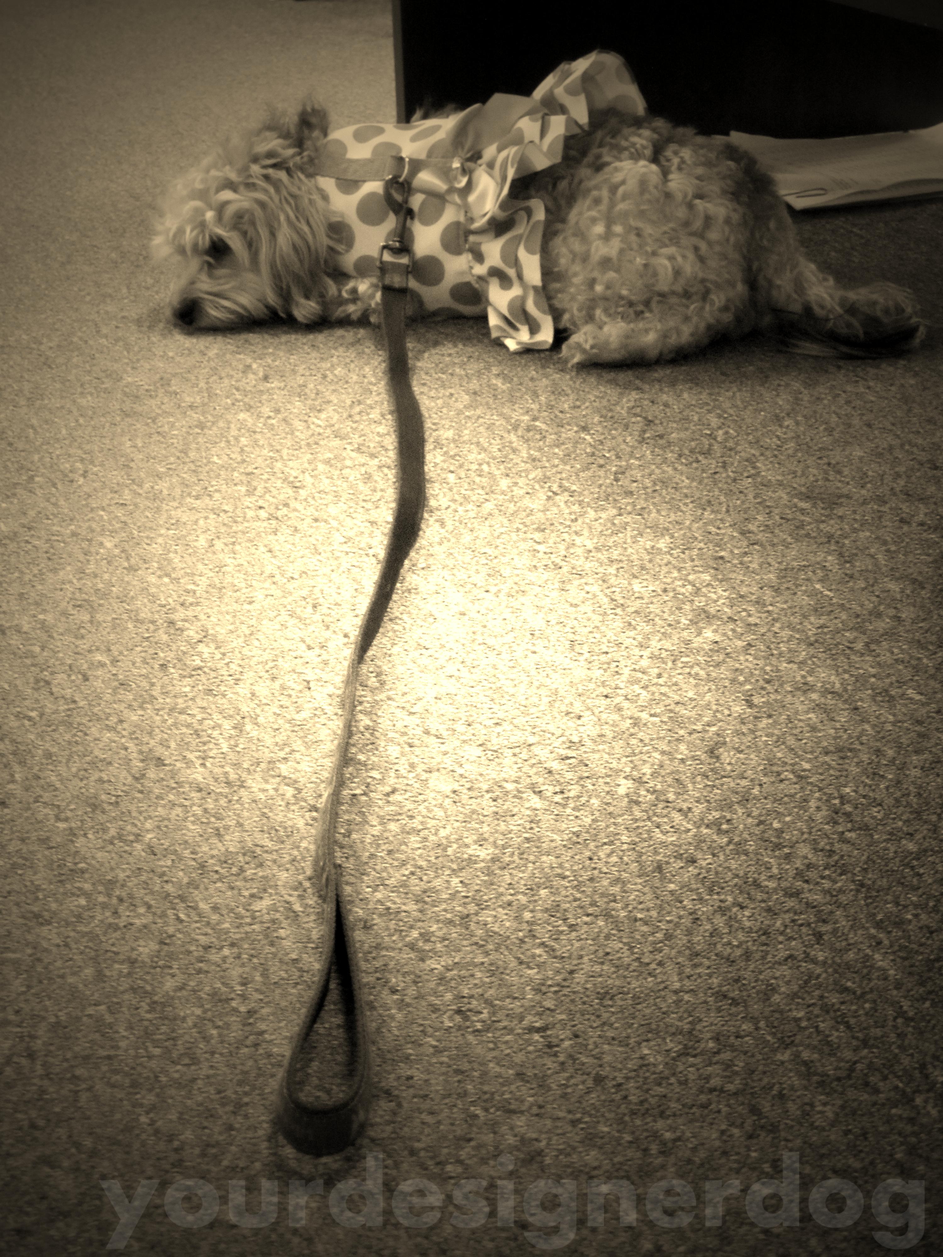 dogs, designer dogs, yorkipoo, yorkie poo, sepia photography, dogs waiting for thier masters, dogs at work