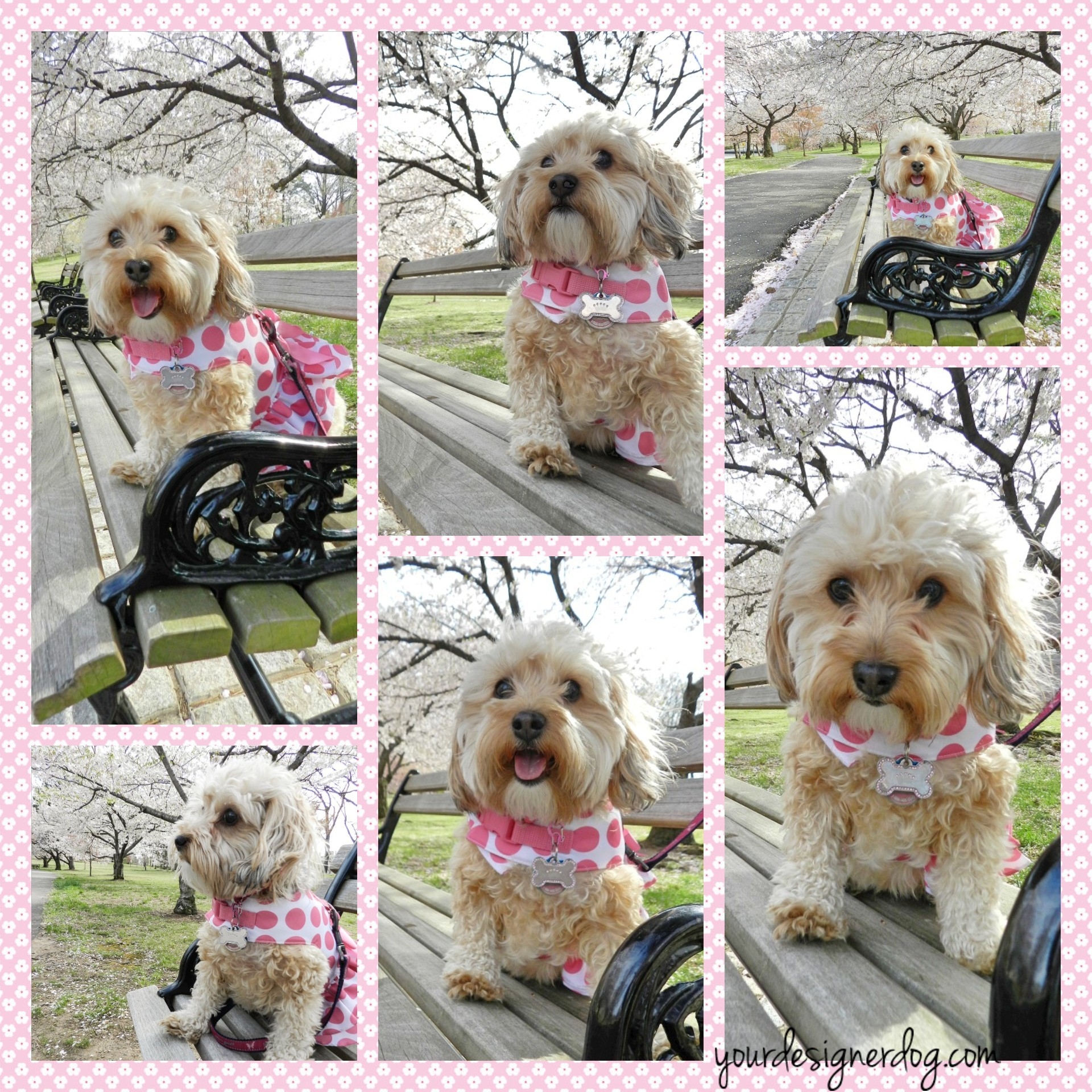dogs, designer dogs, yorkipoo, yorkie poo, cherry blossoms, collage, beauty