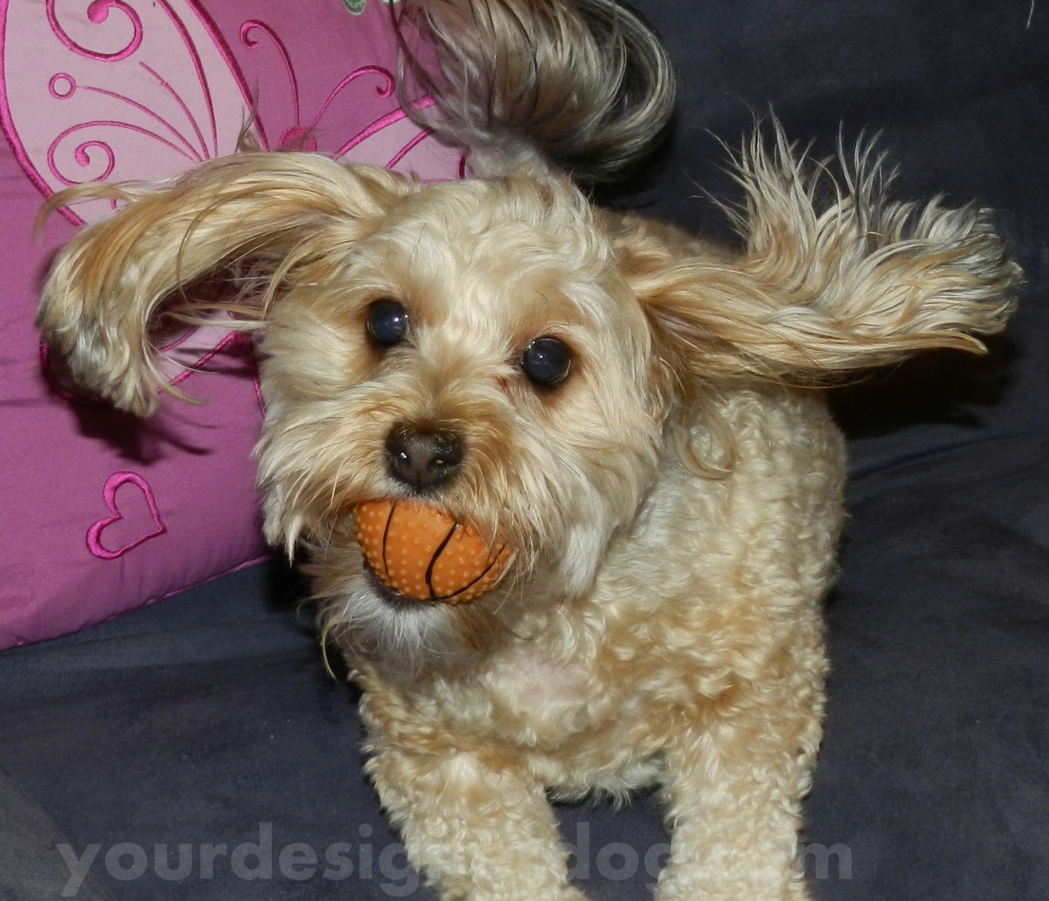 dogs, designer dogs, yorkipoo, yorkie poo, catch, squeaking obsession