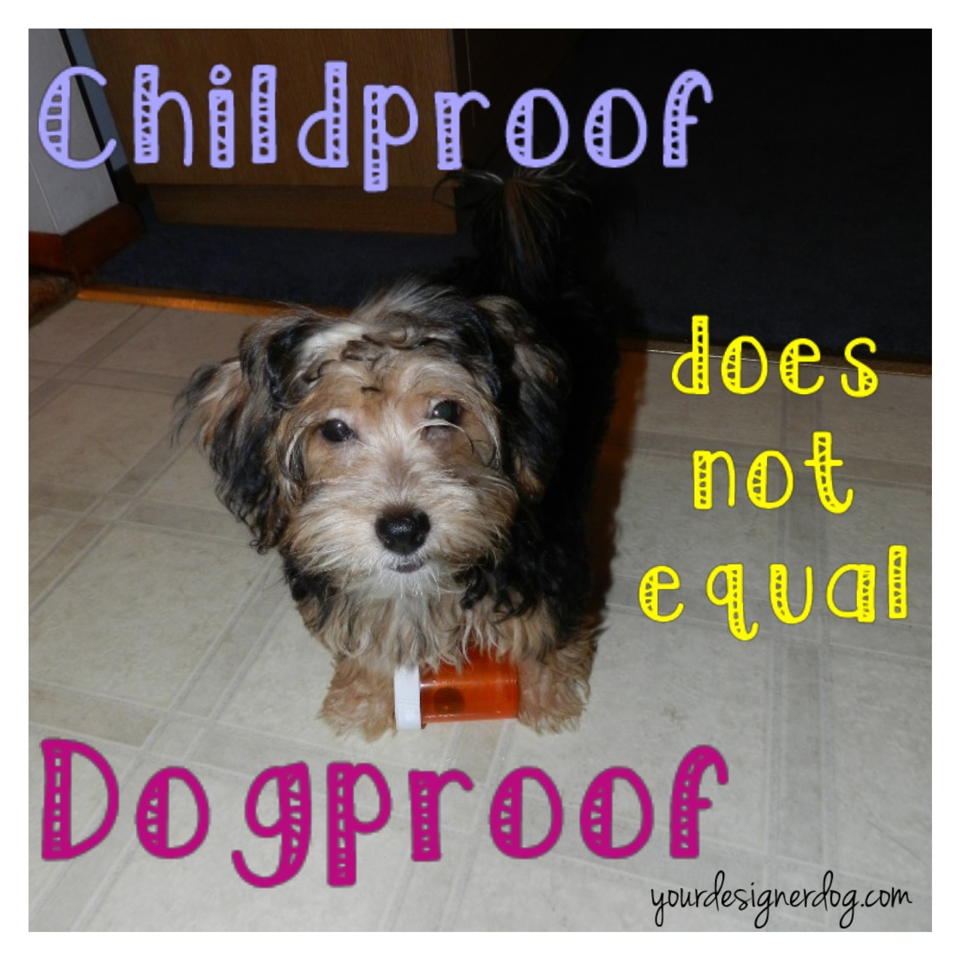dogs, designer dogs, yorkipoo, yorkie poo, childproof, dogproof, medication, pill bottle