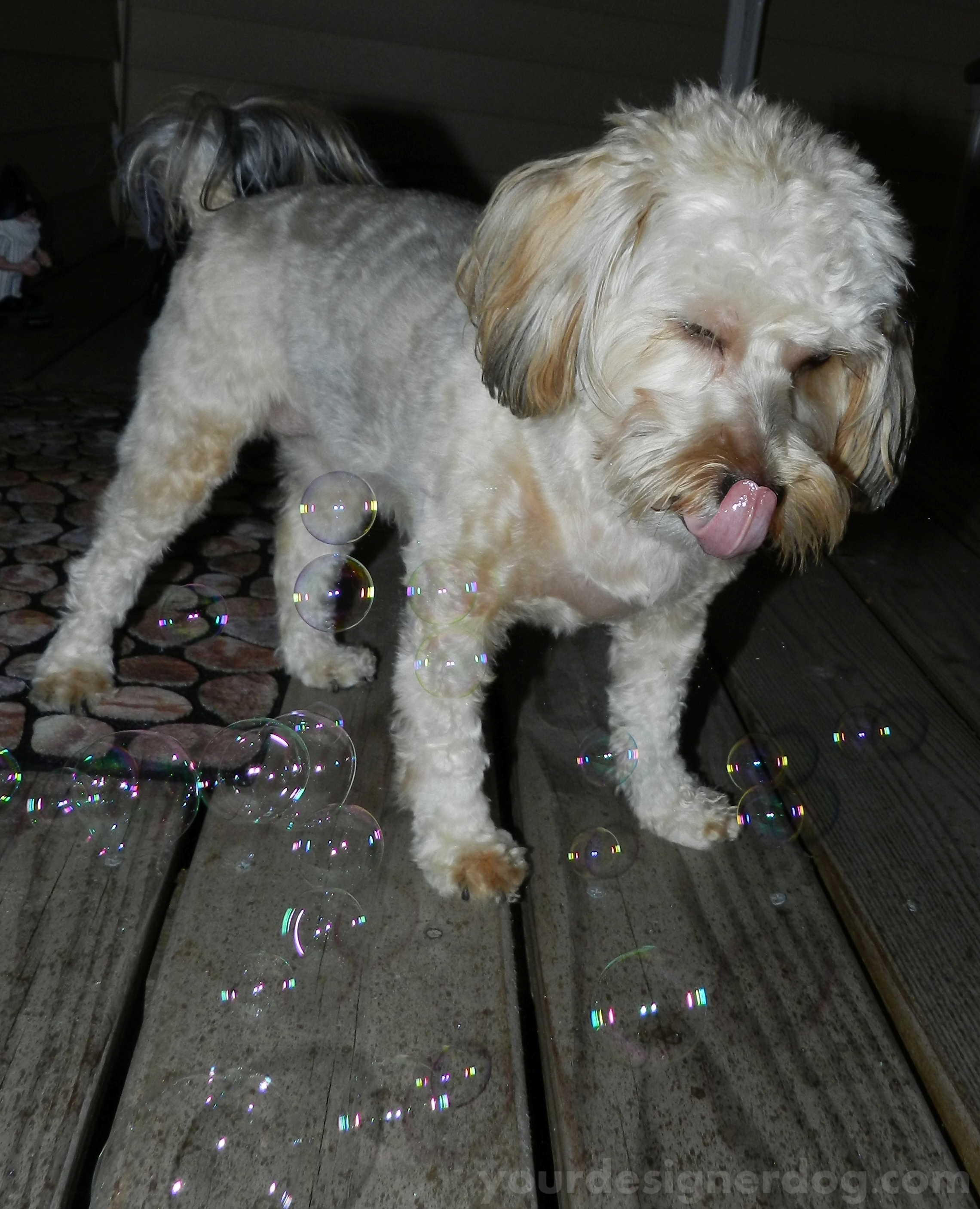 dogs, designer dogs, yorkipoo, yorkie poo, bubbles, tongue out