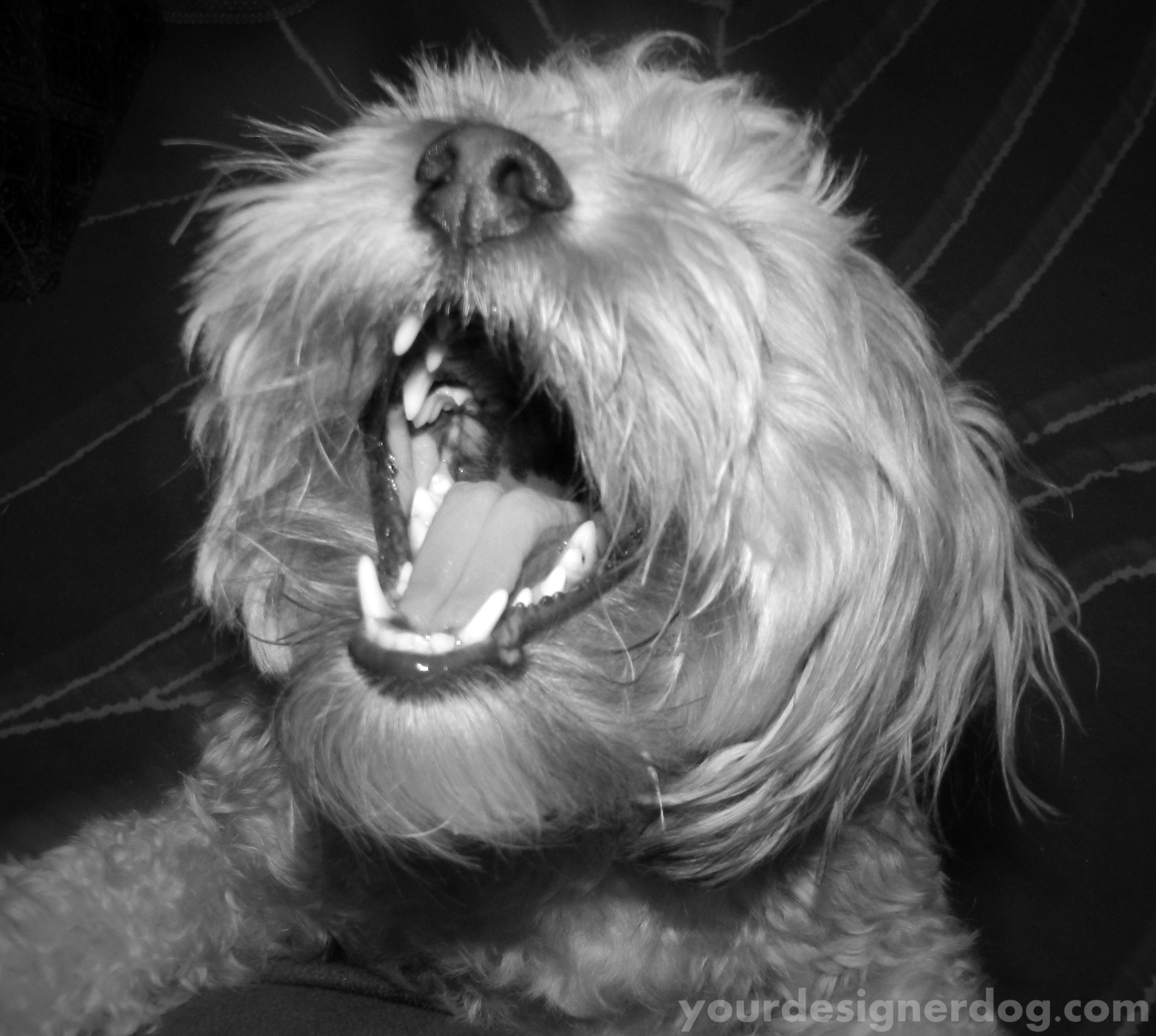 dogs, designer dogs, yorkipoo, yorkie poo, black and white photography, teeth,