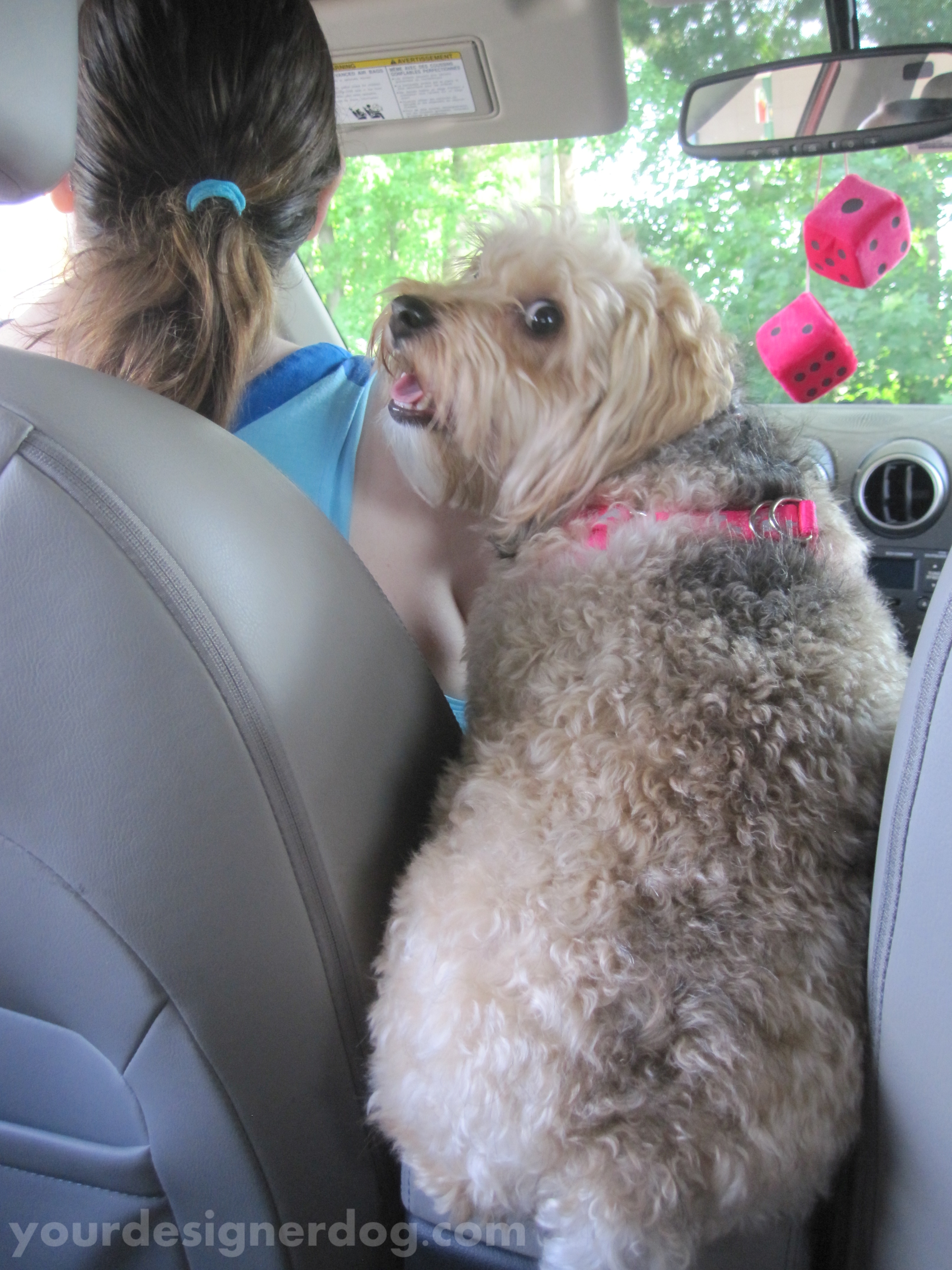 dogs, designer dogs. yorkipoo, yorkie poo, car seat, center console