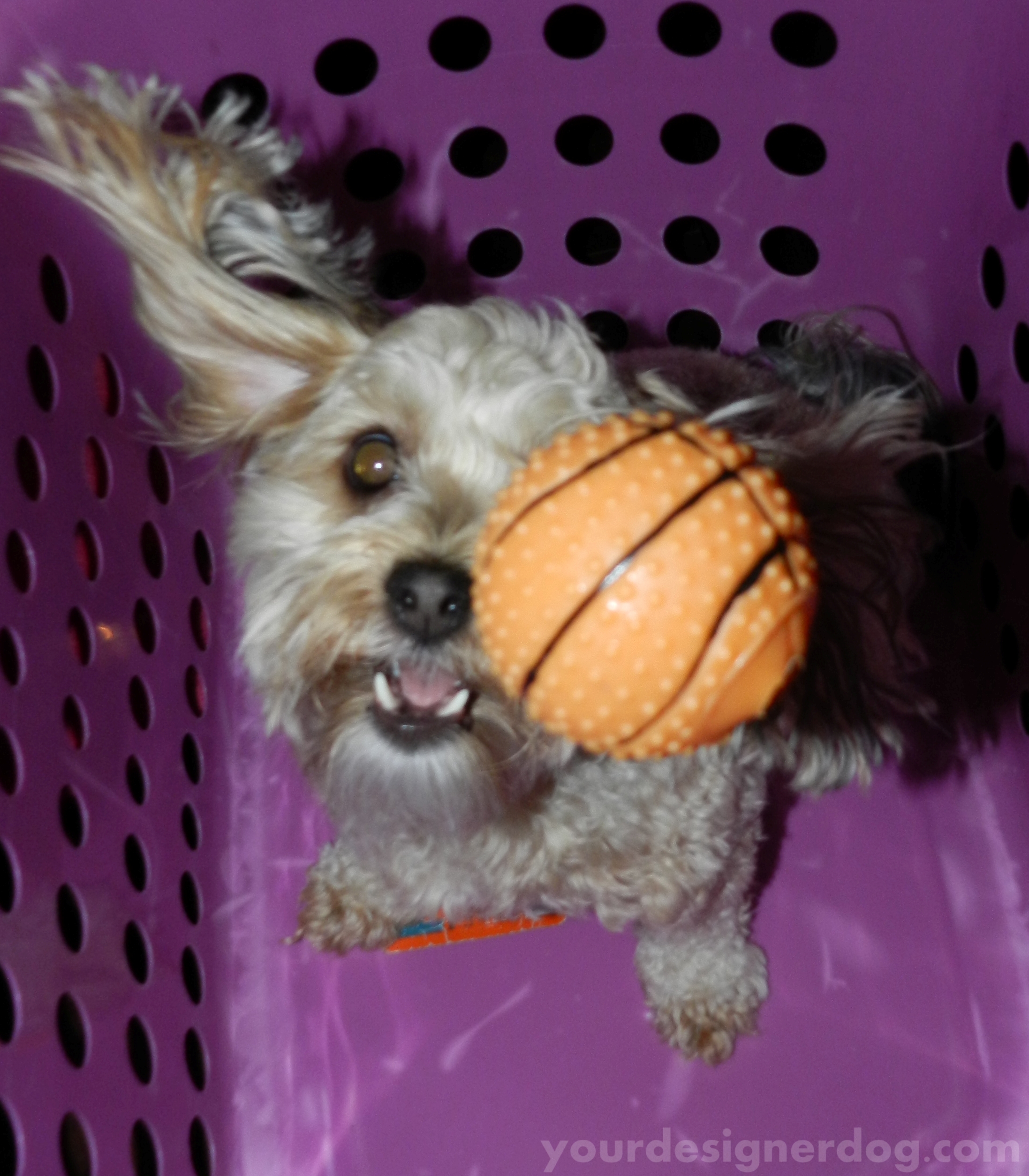 dogs, designer dogs, yorkipoo, yorkie poo, incoming, catch
