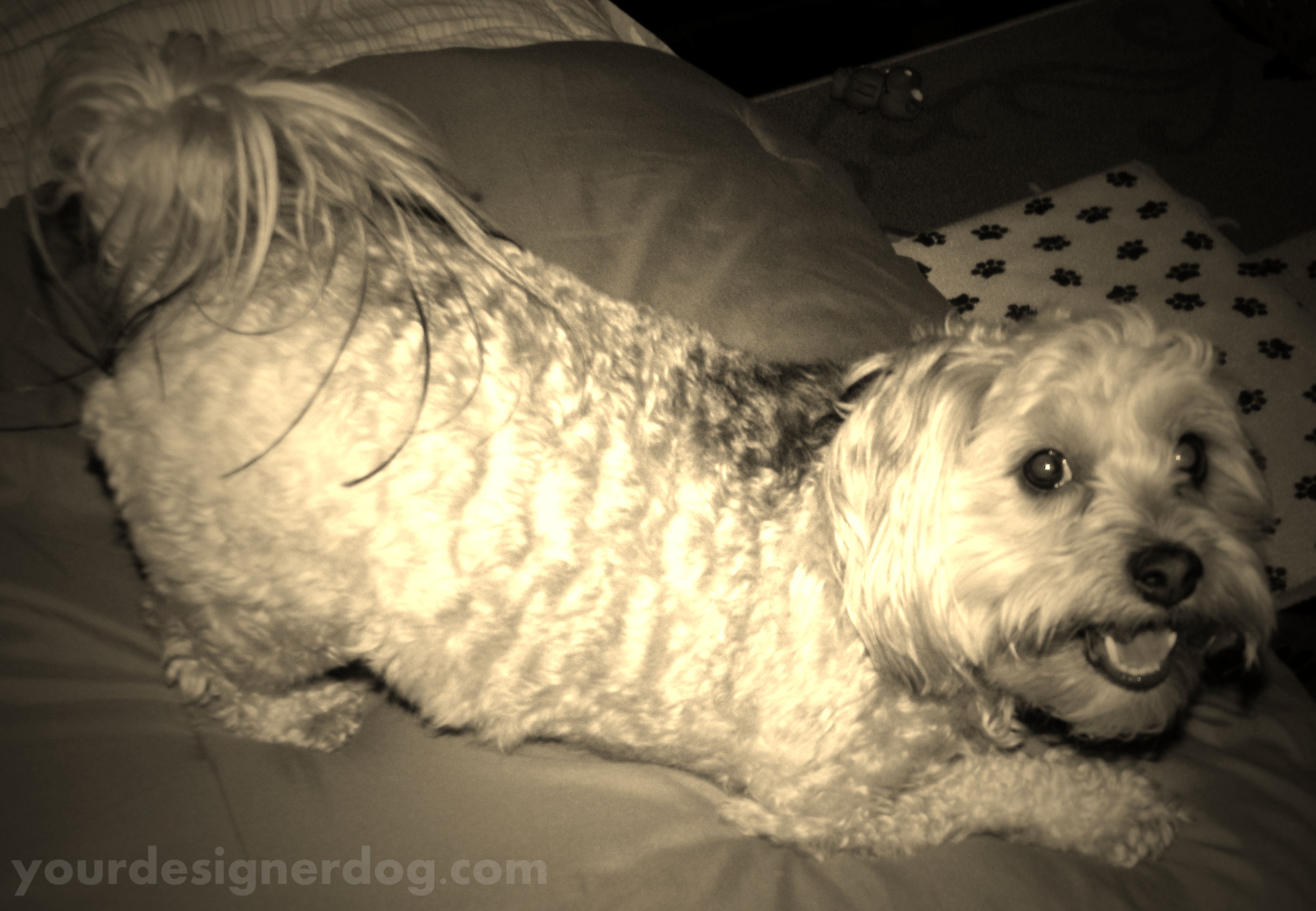 dogs, designer dogs, yorkipoo, yorkie poo, sepia photography