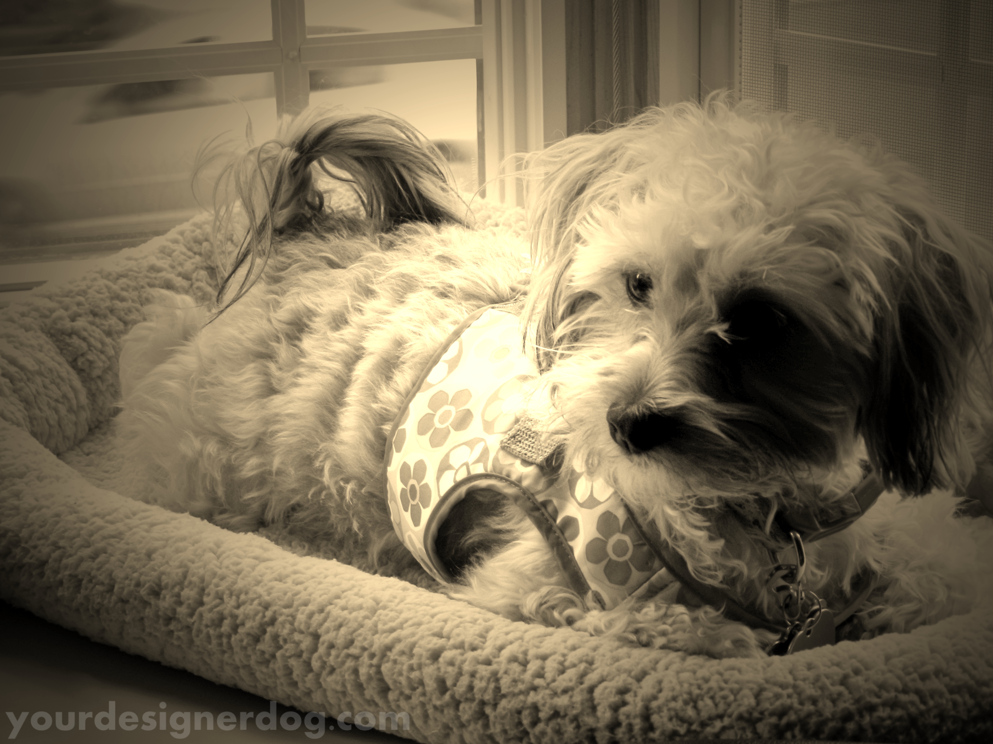 dogs, designer dogs, yorkipoo, yorkie poo, doggy in the window, sepia photography