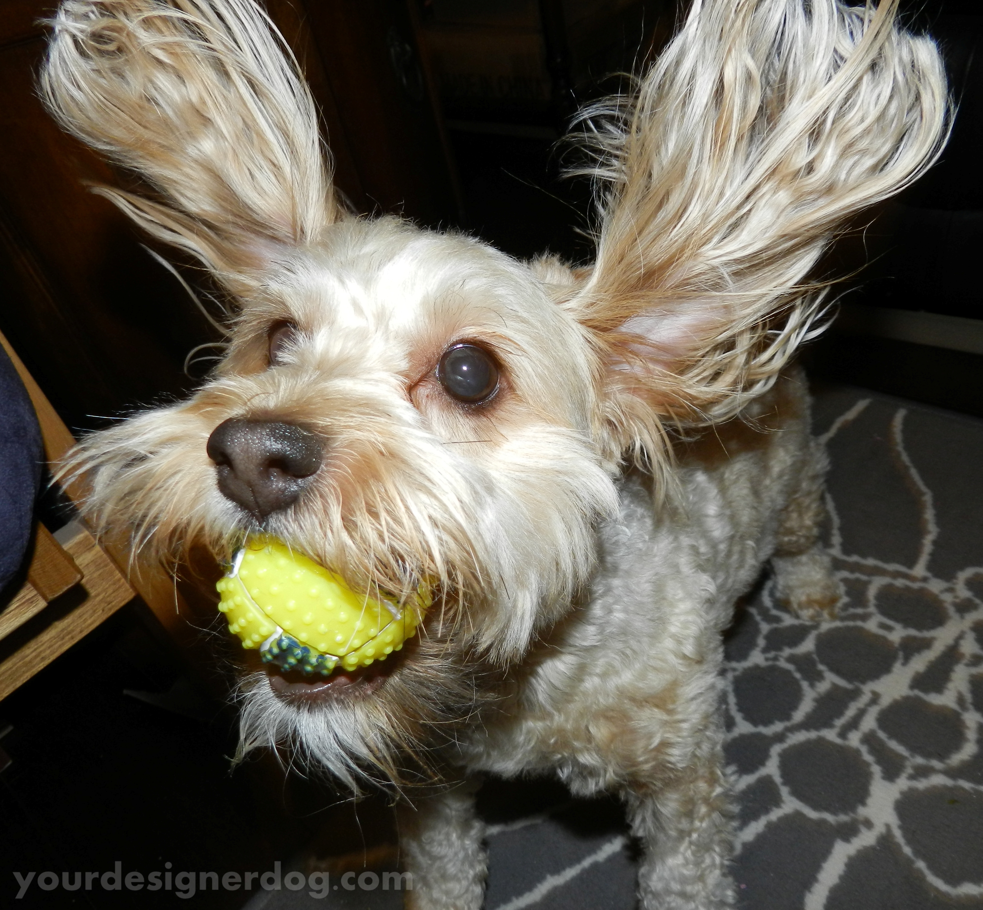 dogs, designer dogs, yorkipoo, yorkie poo, squeaky ball, poetry