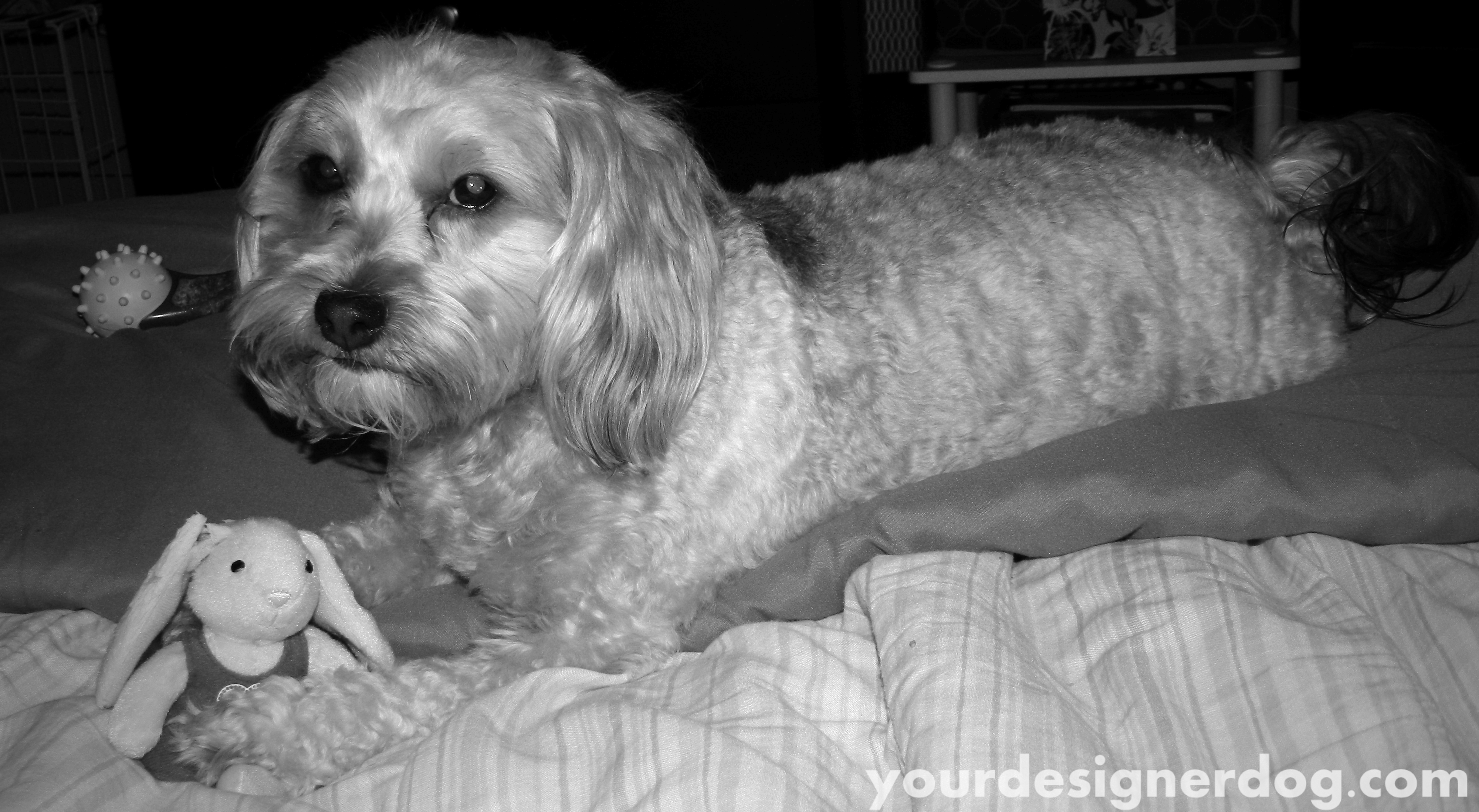 dogs, designer dogs, yorkipoo, yorkie poo, bunny, black and white photography