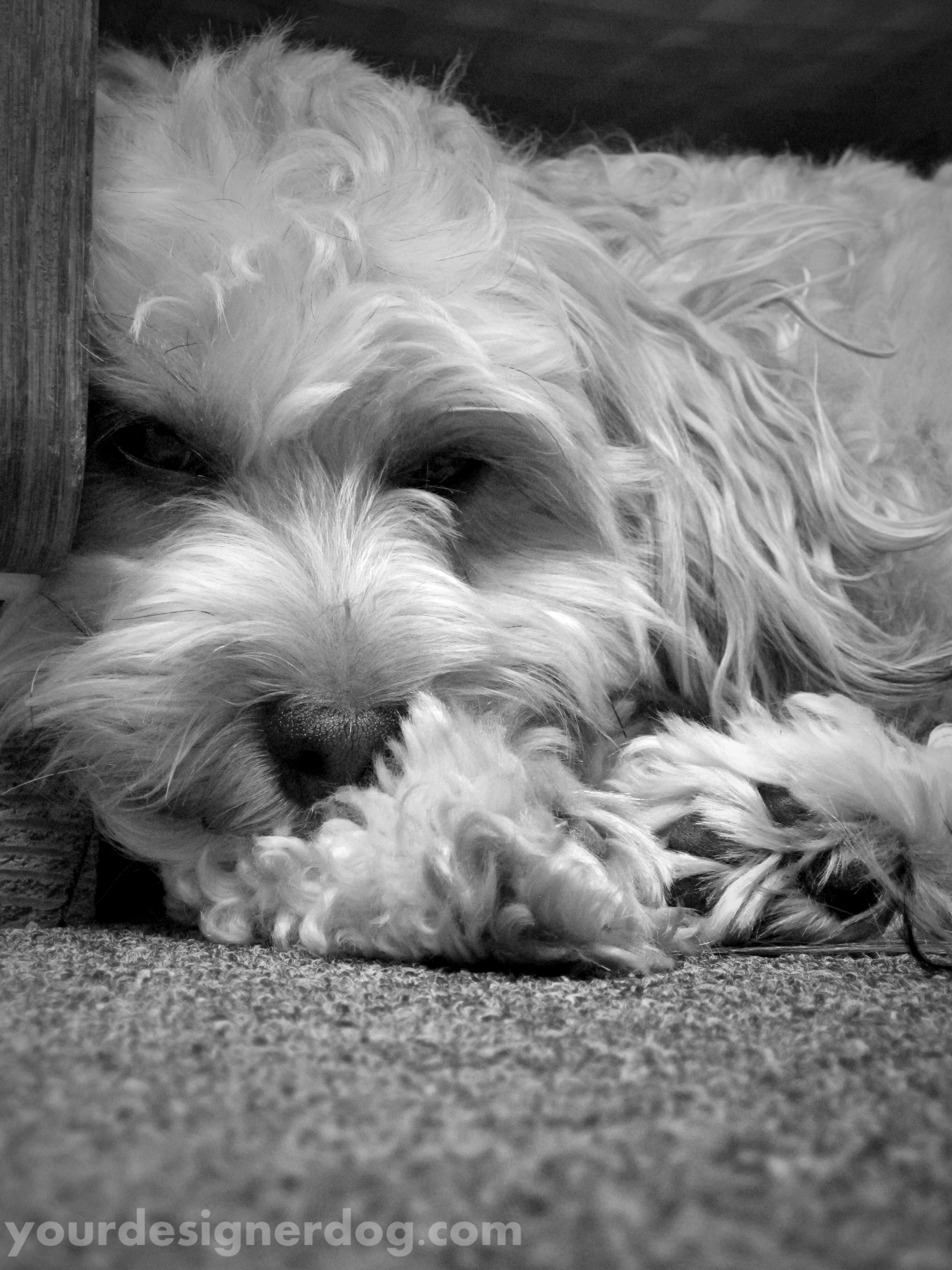 dogs, designer dogs, sleepy puppy, yorkipoo, yorkie poo, black and white photography, dogs at work