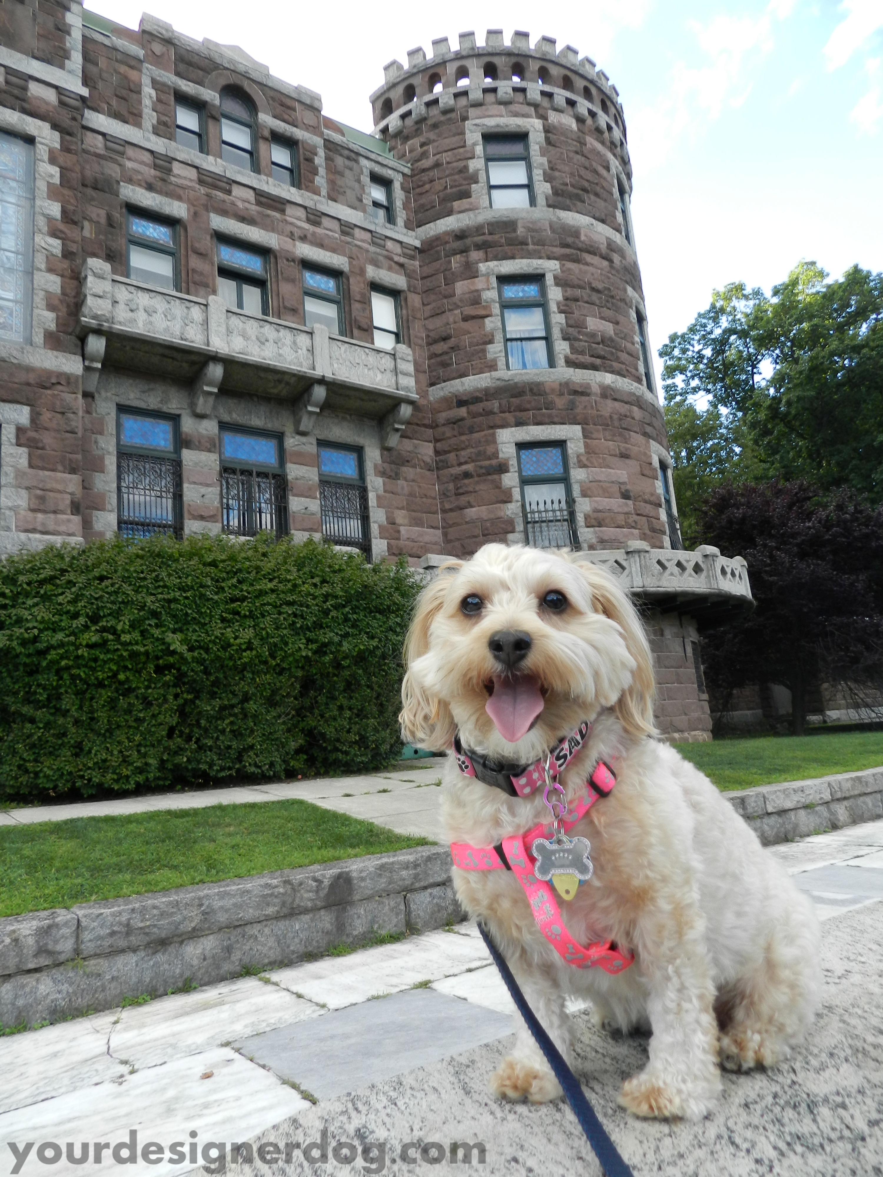 dogs, designer dogs, guard dog, yorkipoo, yorkie poo, castle, historic home