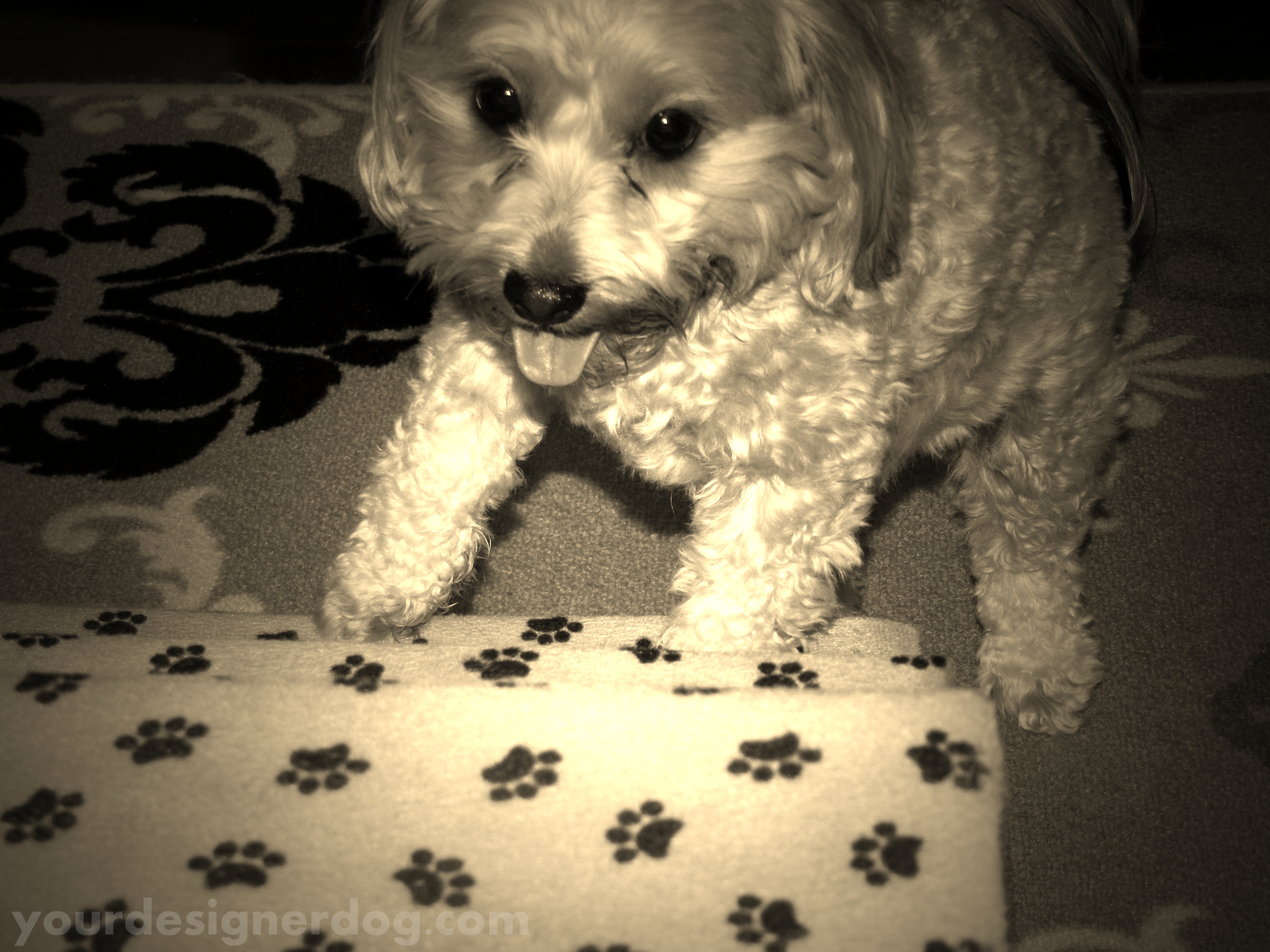 dogs, designer dogs, yorkipoo, yorkie poo, stairs, sepia photography