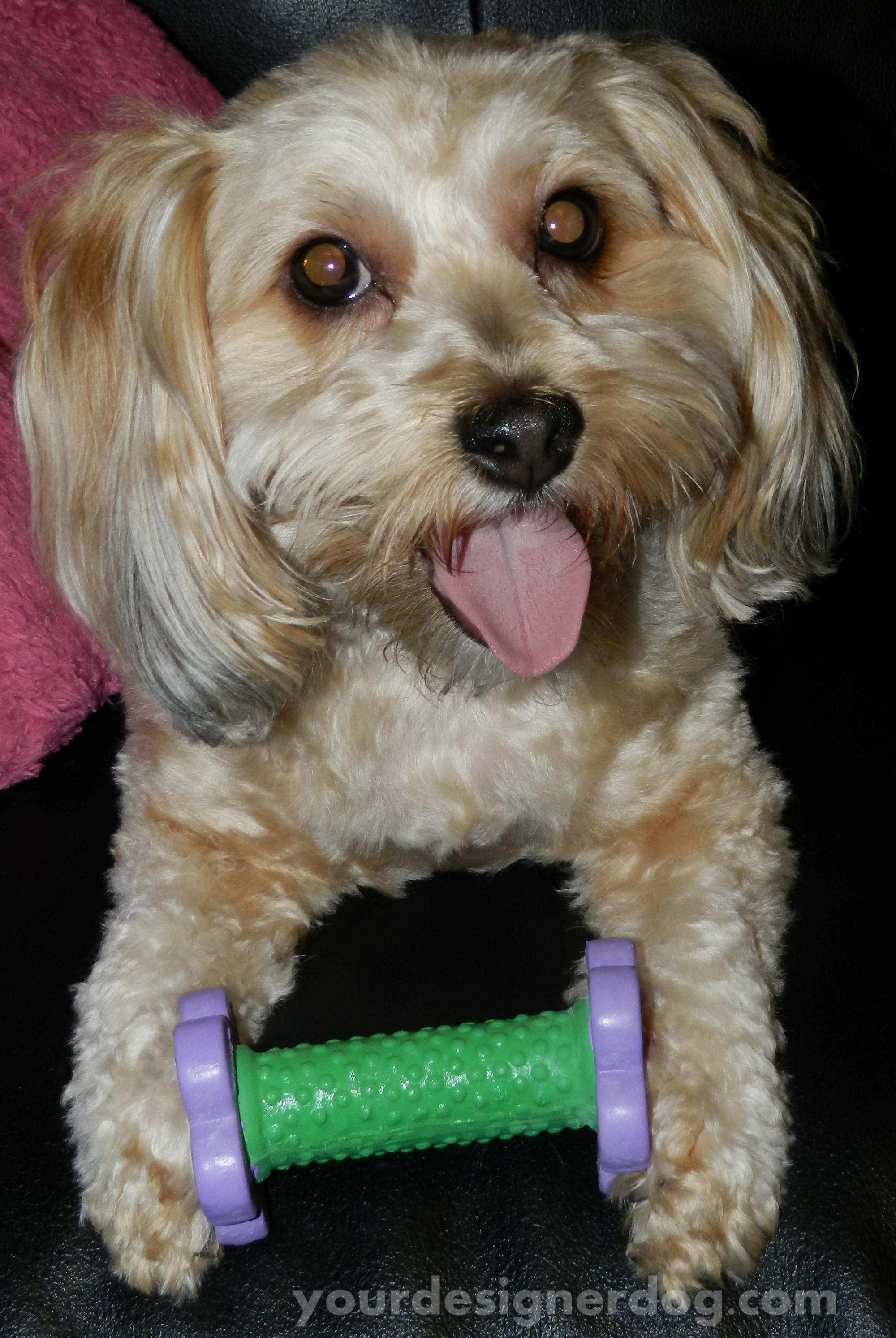 dogs, designer dogs, yorkipoo, yorkie poo, dog toy, barbell, weightlifting