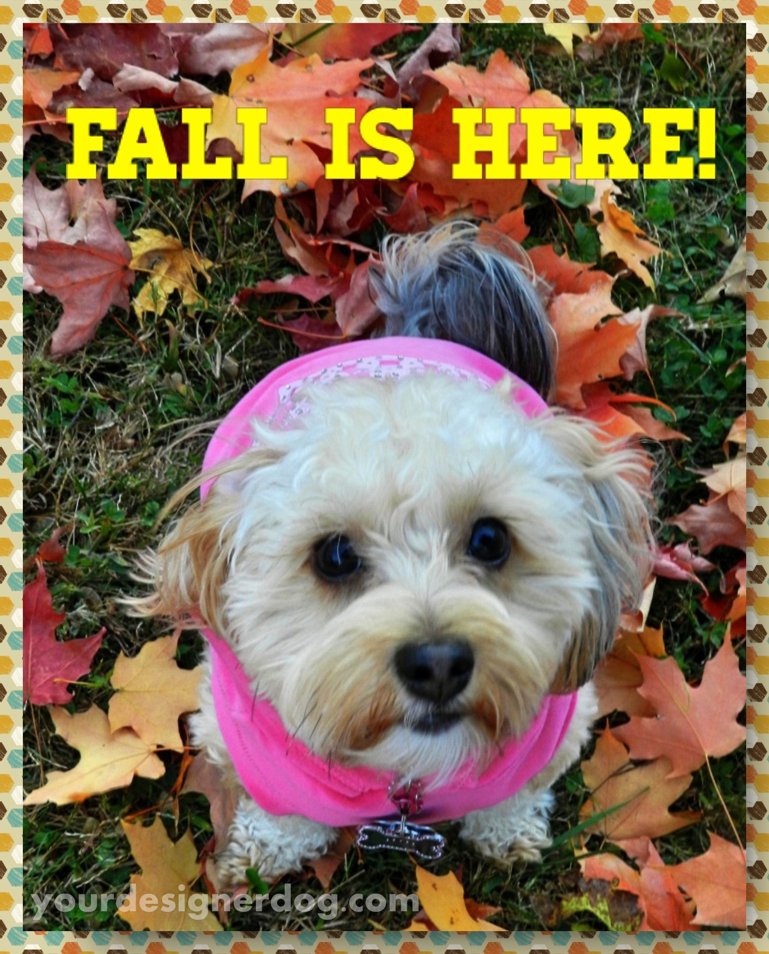 dogs, designer dogs, yorkipoo, yorkie poo, fall, leaves, seasons