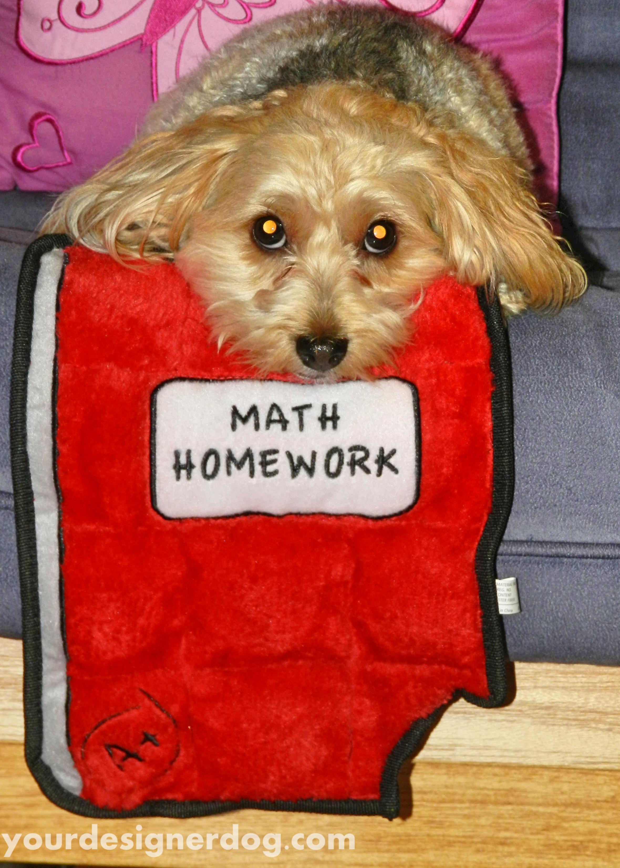 dogs, designer dogs, yorkipoo, yorkie poo, homework