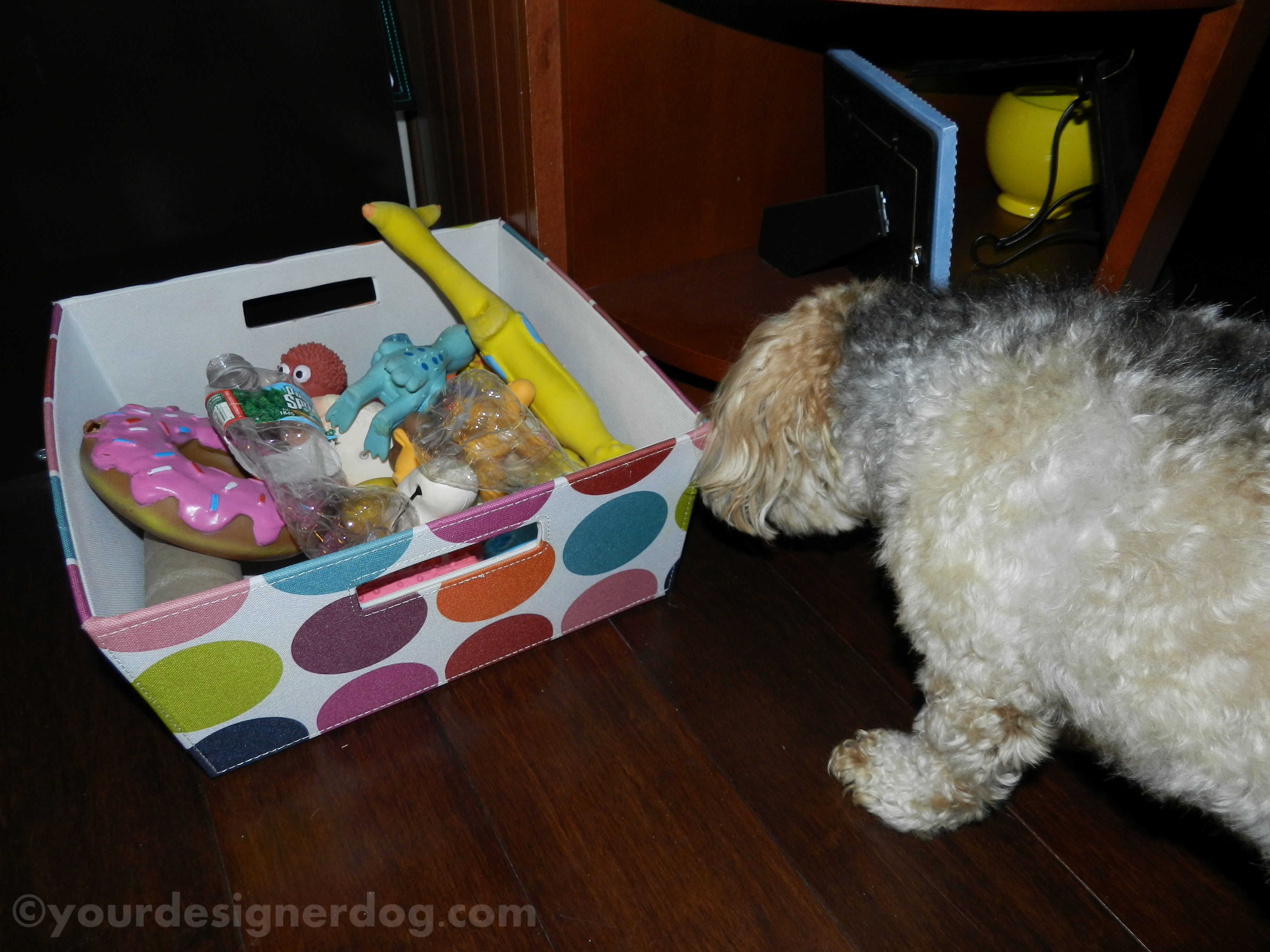 dogs, designer dogs, yorkipoo, yorkie poo, toy box, dog toys