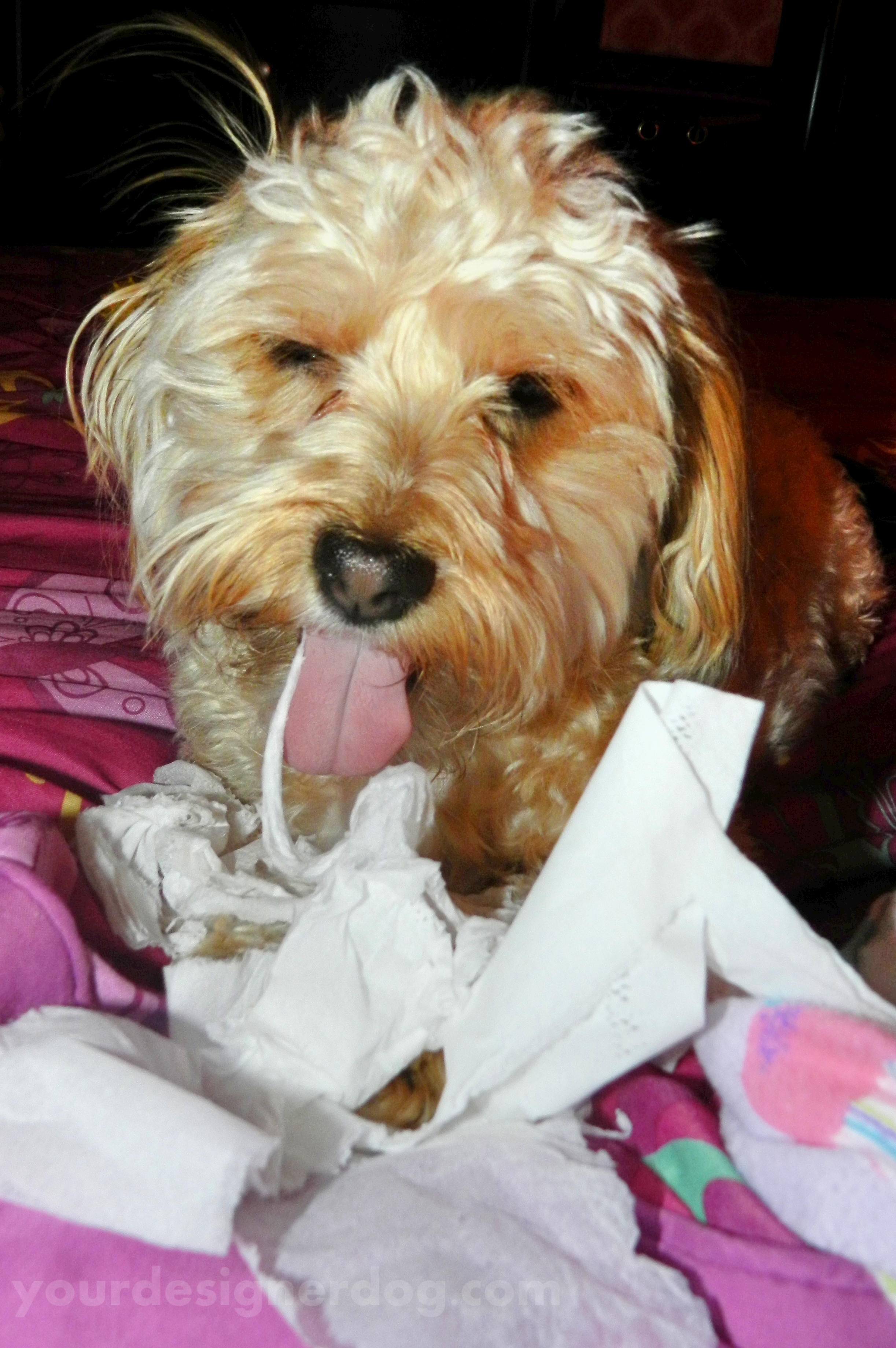 dogs, designer dogs, yorkipoo, yorkie poo, tissue, tongue out