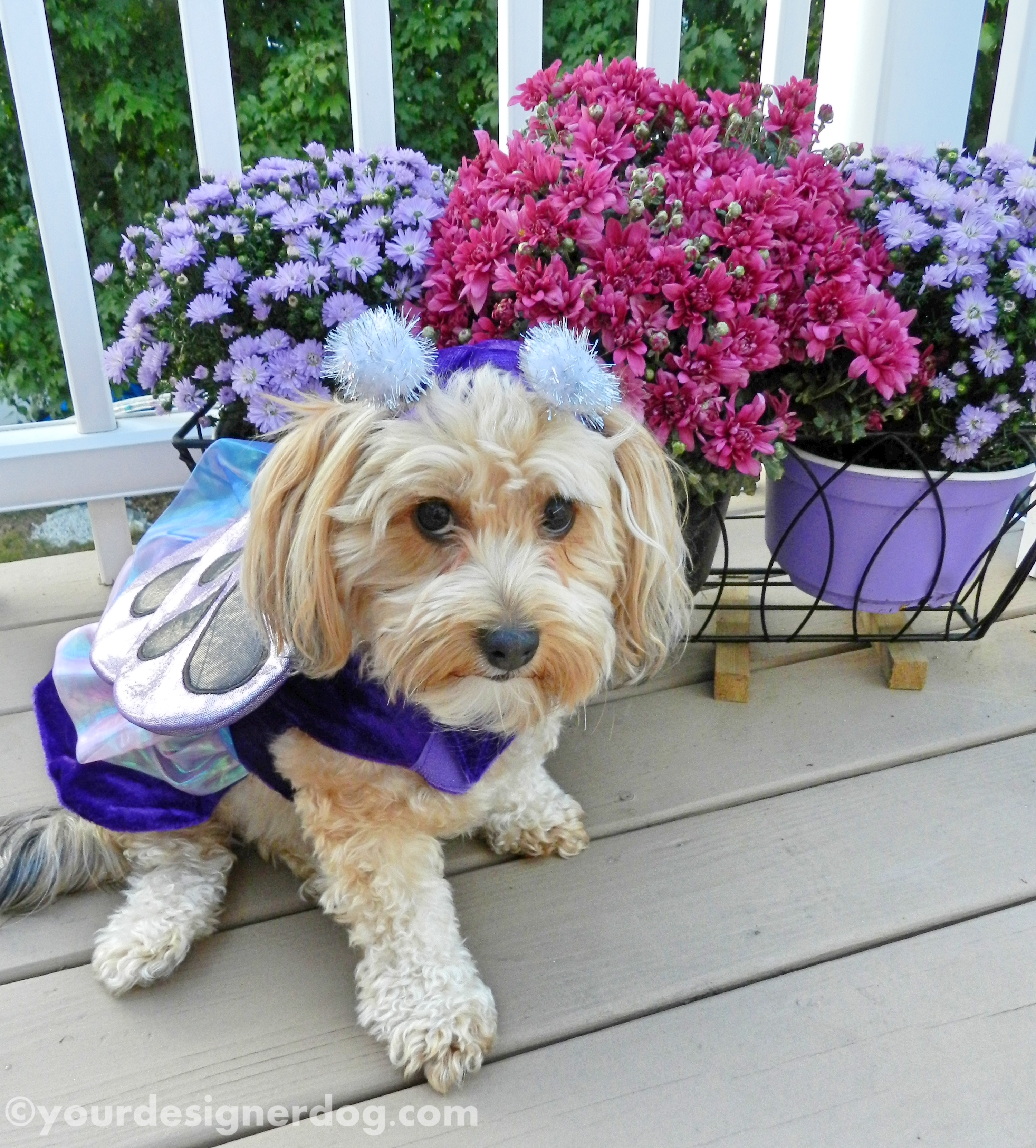 dogs, designer dogs, butterfly, dog costume, dogs with flowers