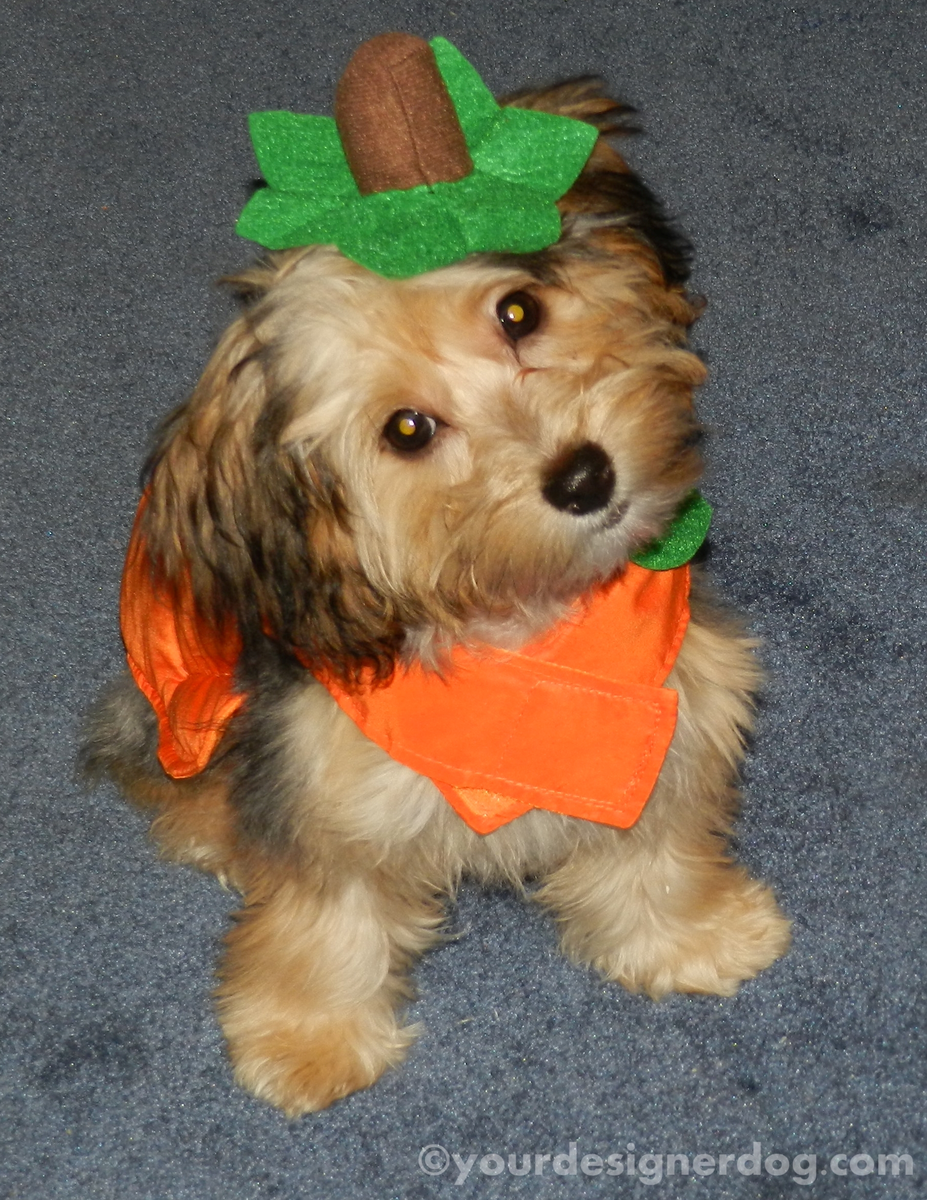dogs, designer dogs, yorkipoo, yorkie poo, pumpkin, halloween, dog costume