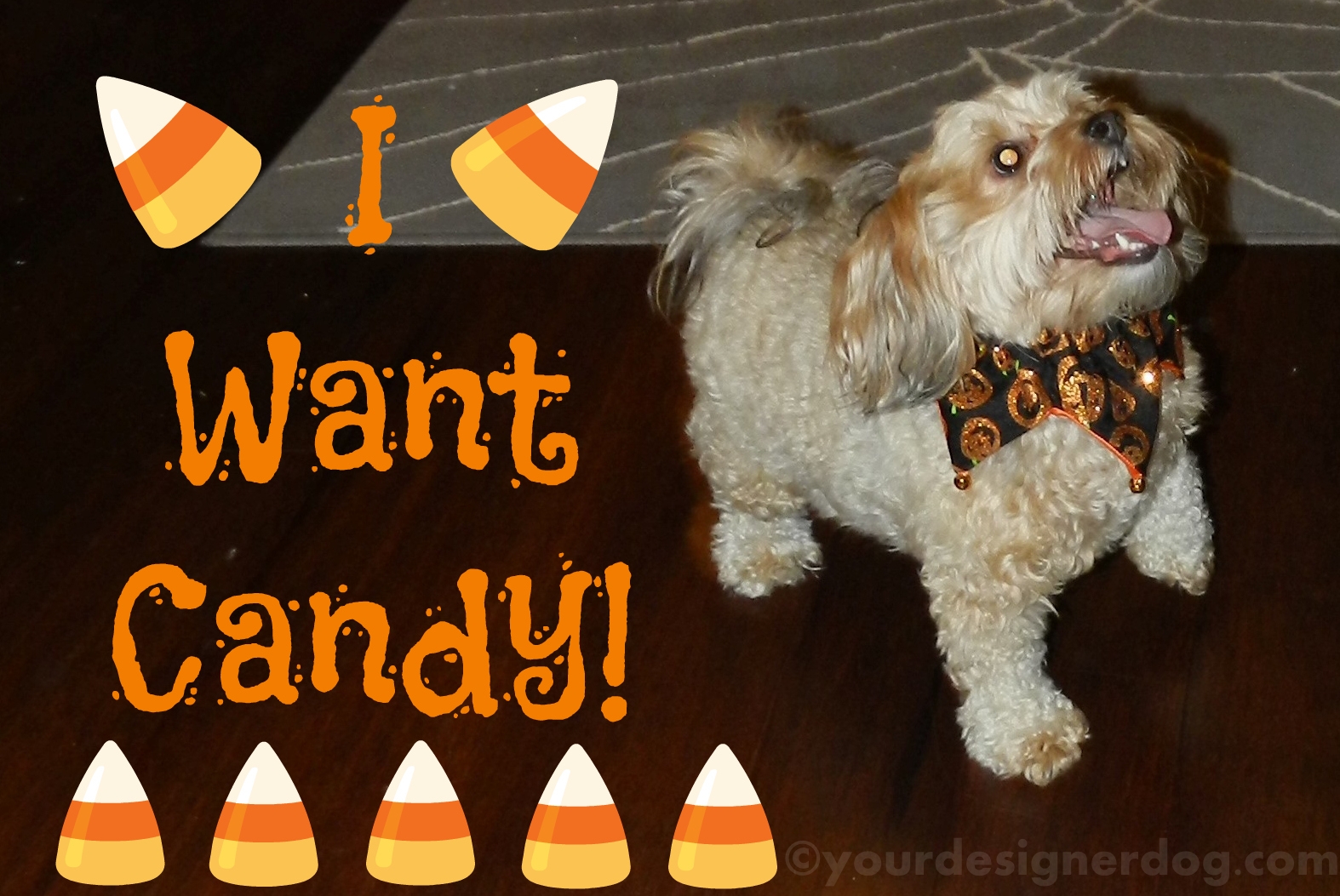 dogs, designer dogs, yorkipoo, yorkie poo, candy, halloween