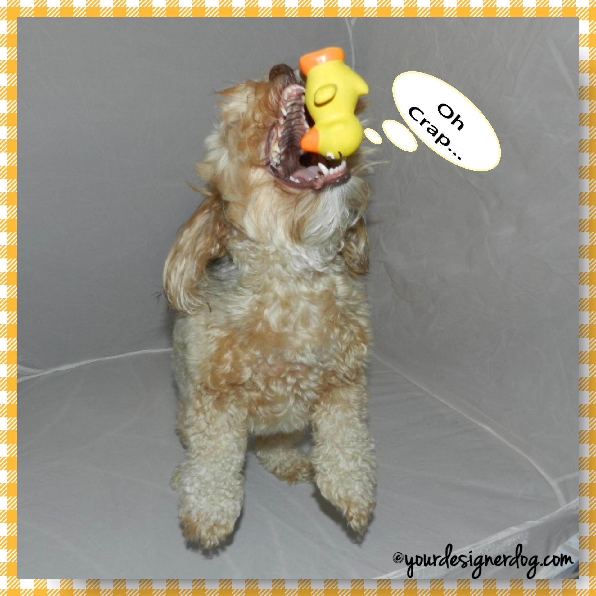 dogs, designer dogs, yorkipoo, yorkie poo, rubber ducky, catch