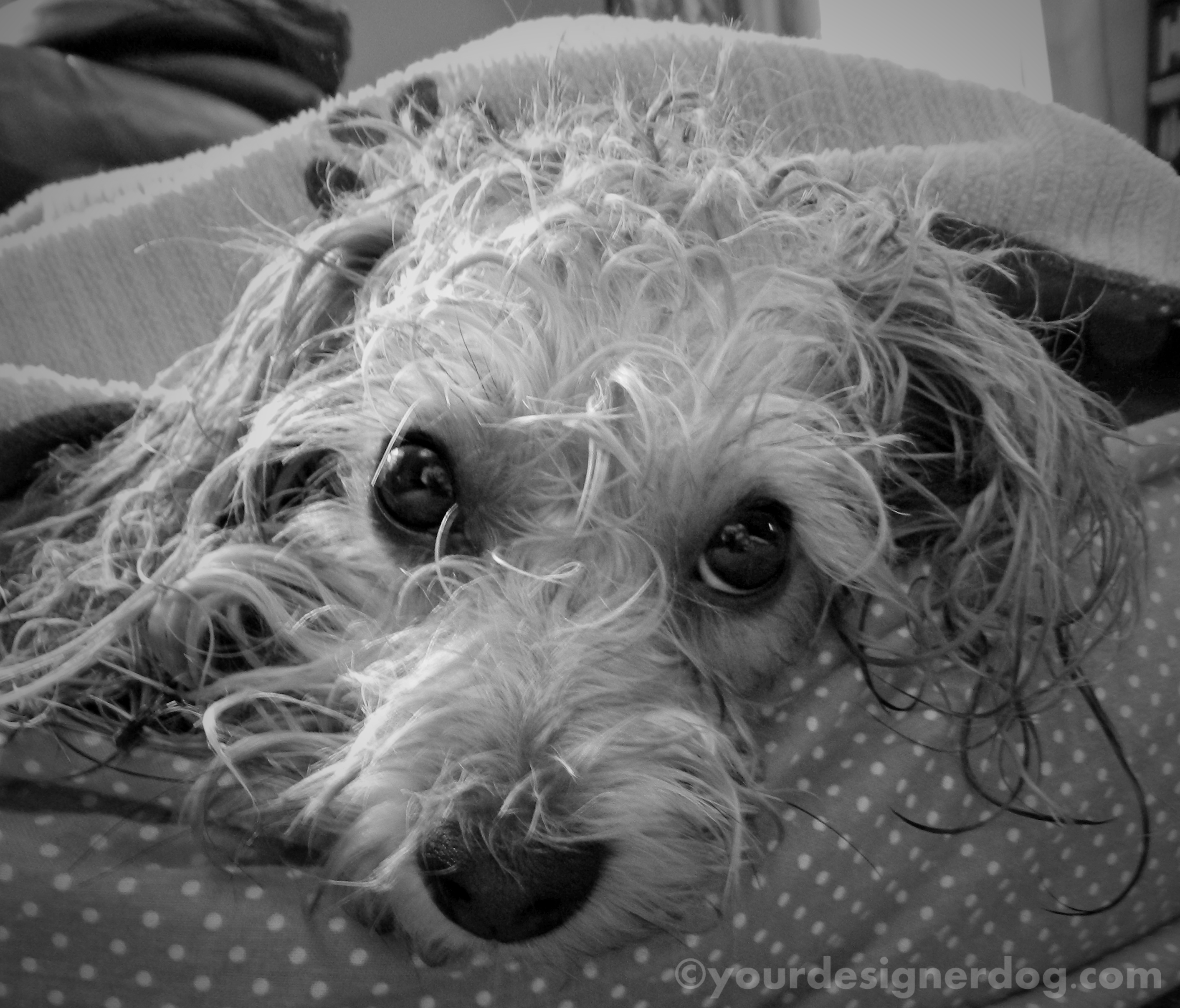 dogs, designer dogs, yorkipoo, yorkie poo, black and white photography, bath, bad hairday