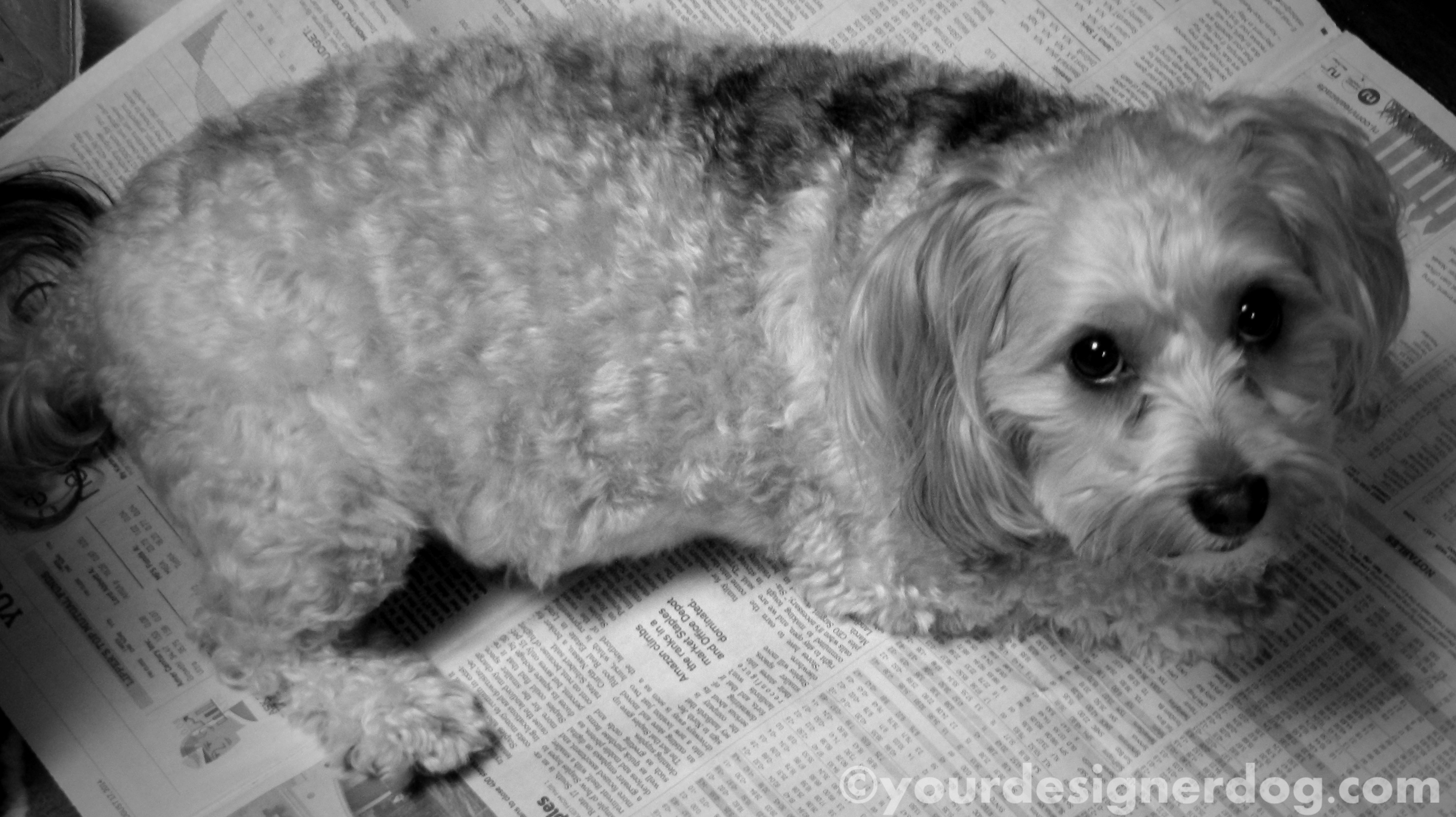 dogs, designer dogs, yorkipoo, yorkie poo, black and white photography, newspaper