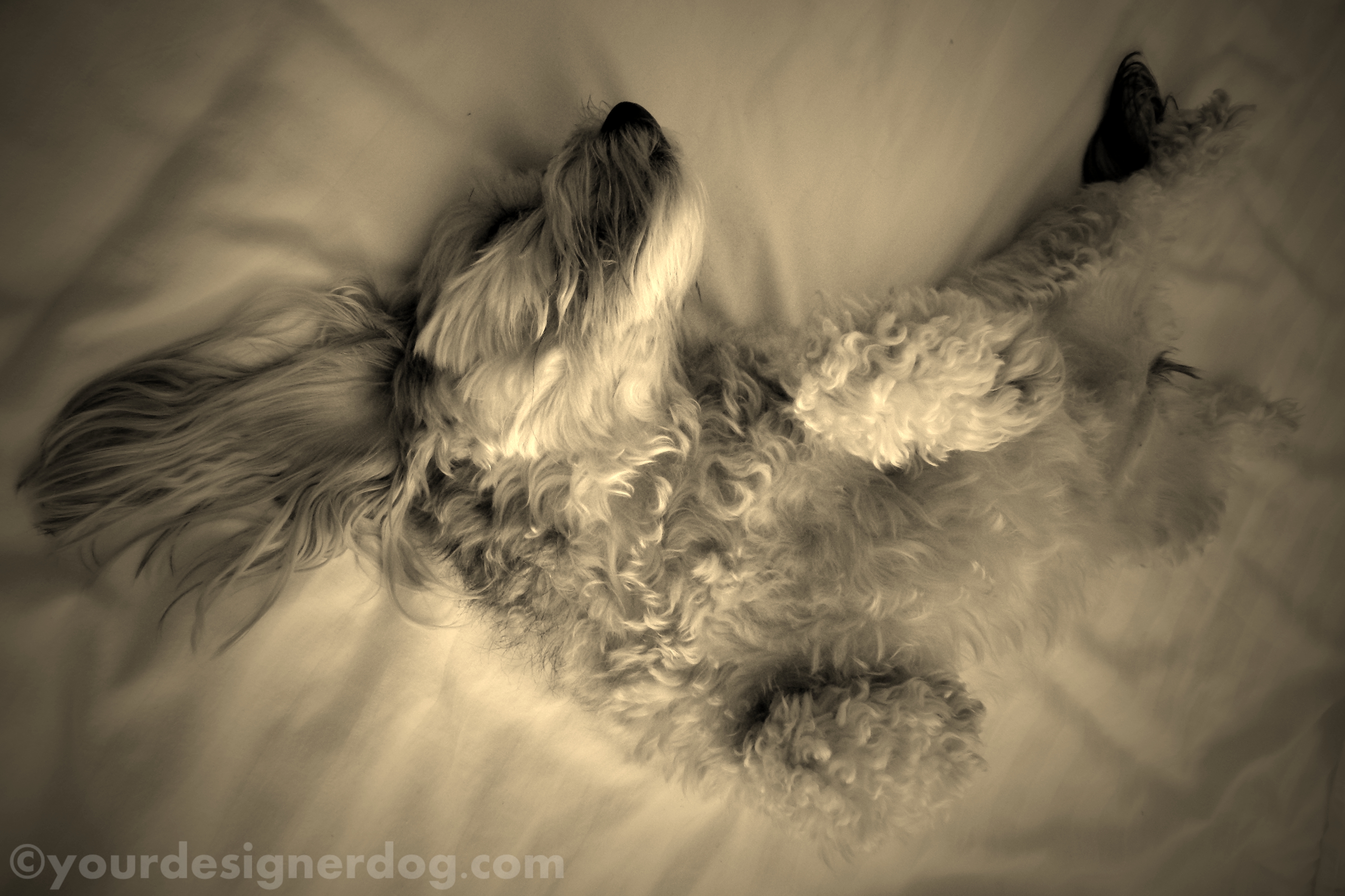 dogs, designer dogs, yorkipoo, yorkie poo, sepia photography, sleepy puppy