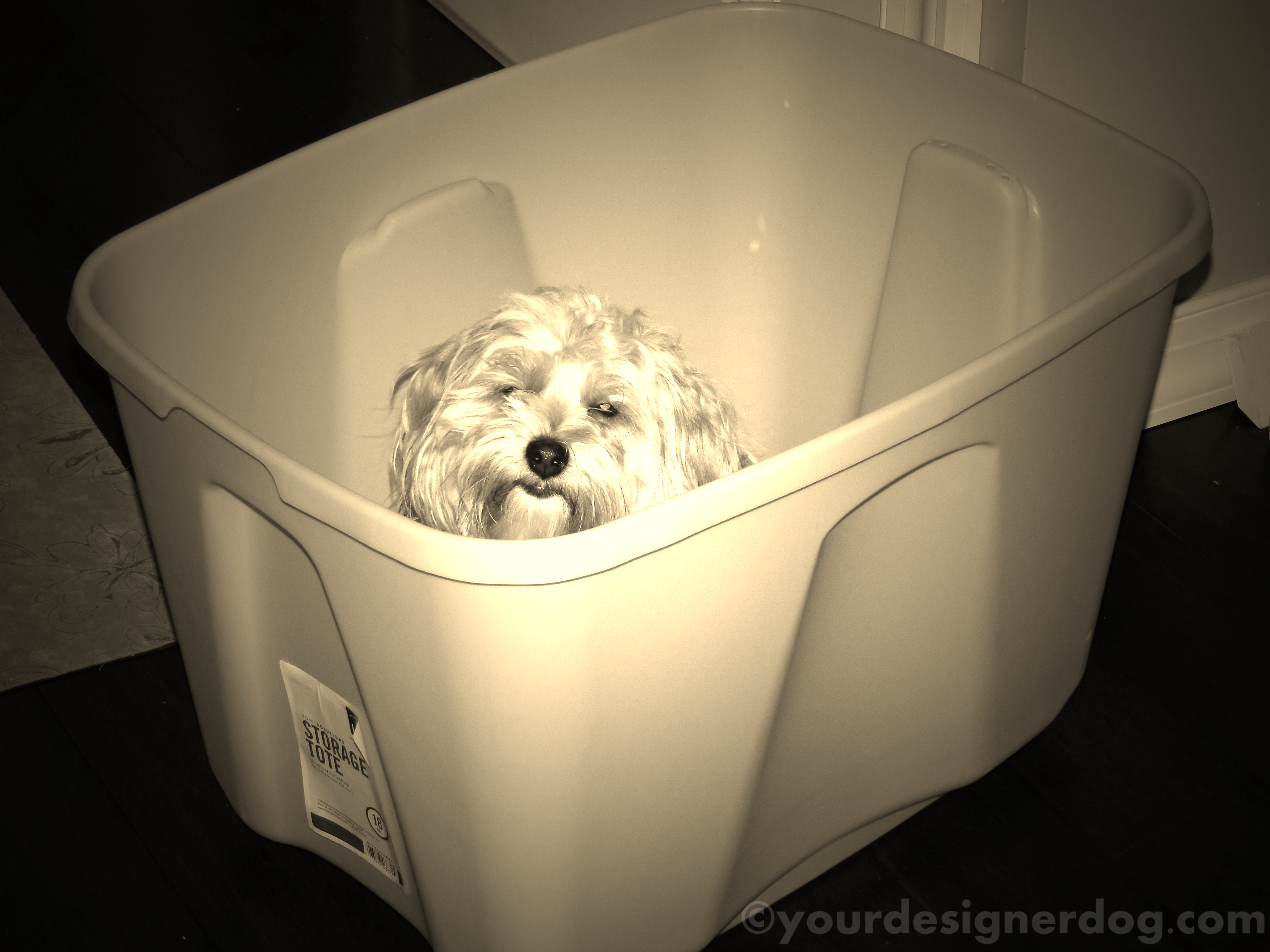dogs, designer dogs, yorkipoo, yorkie poo, sepia photography, storage container