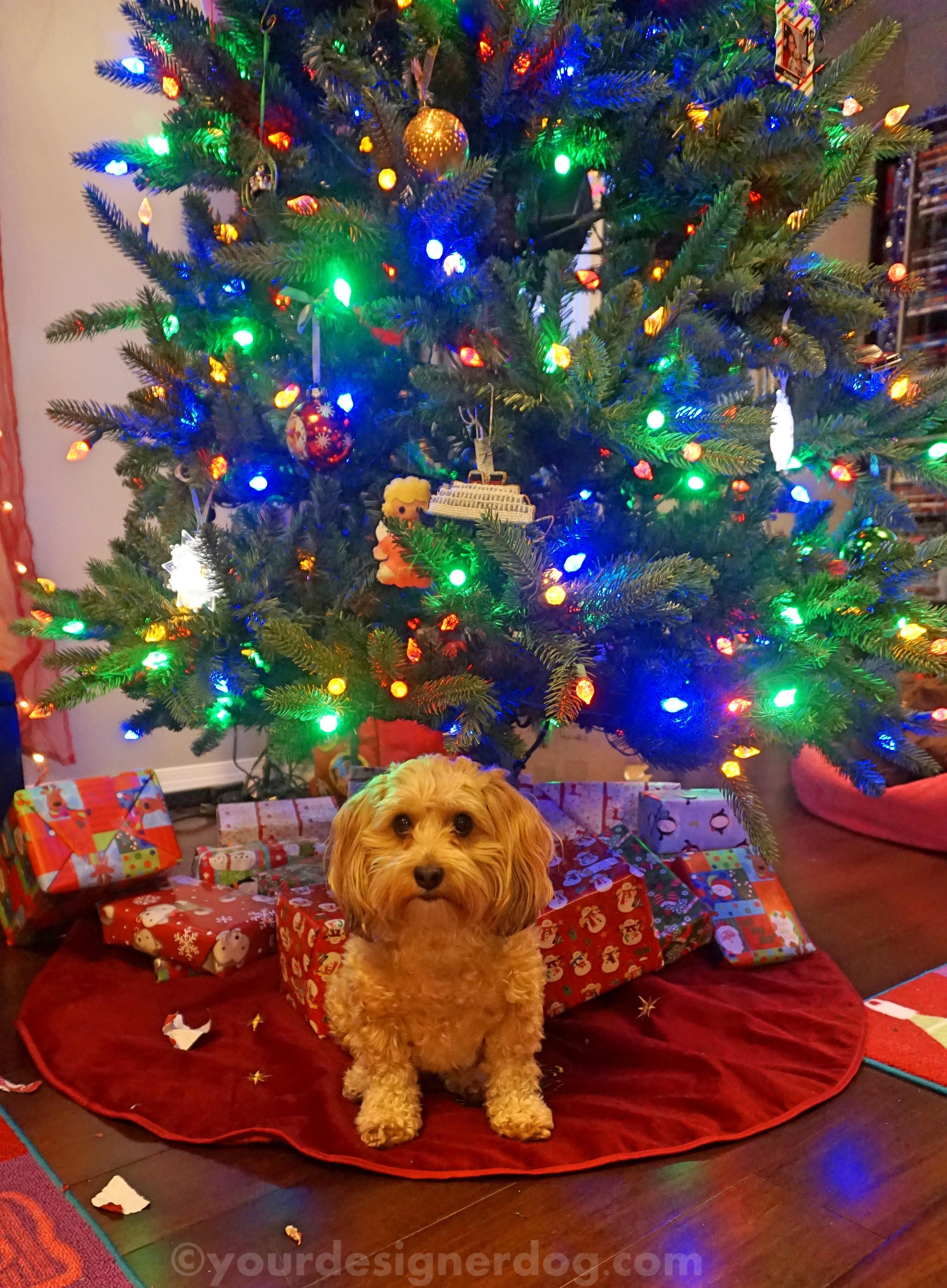 dogs, designer dogs, yorkipoo, yorkie poo, christmas, presents, christmas tree