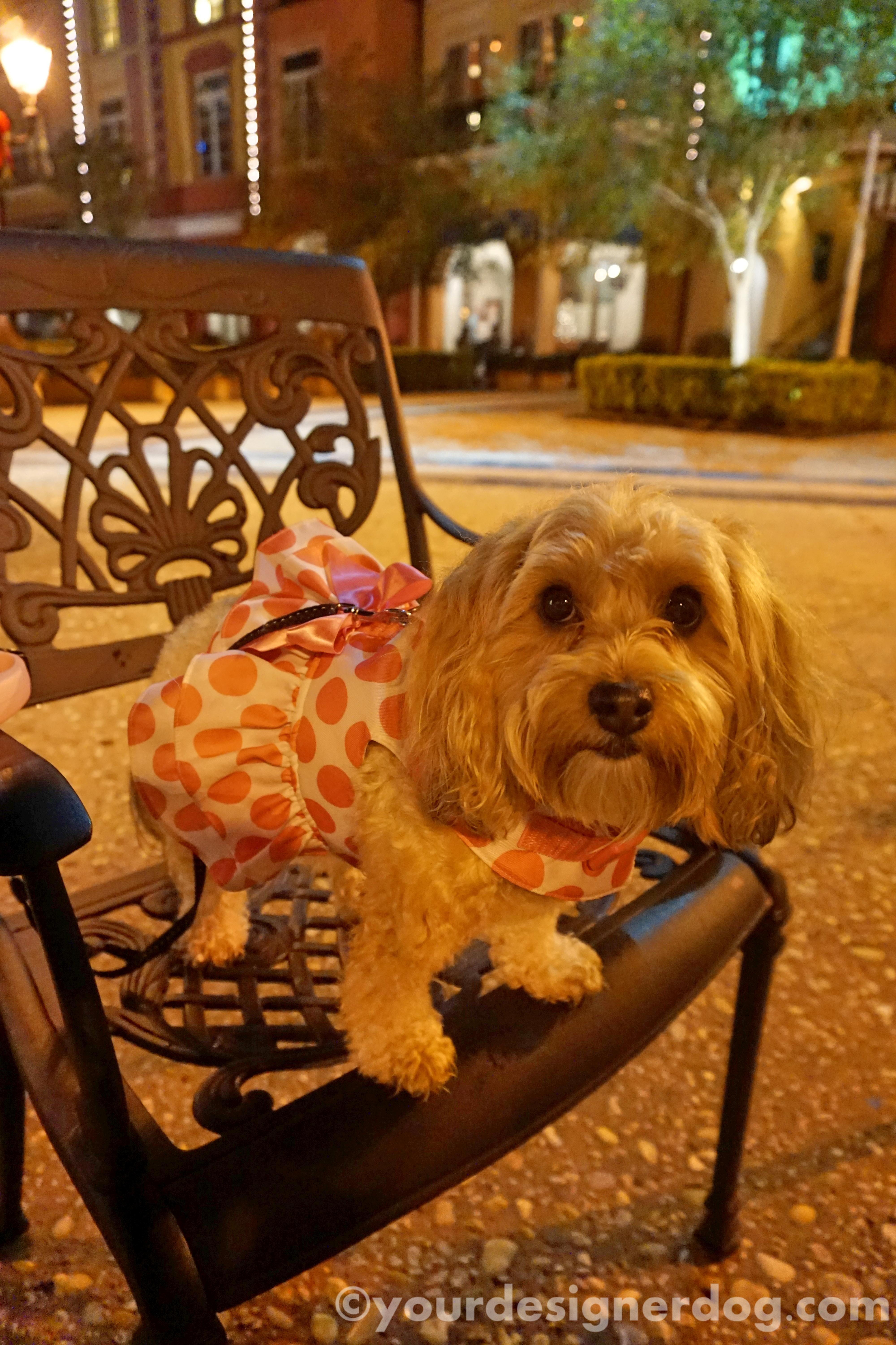 dogs, designer dogs, yorkipoo, yorkie poo, restaurant, dining, outdoors